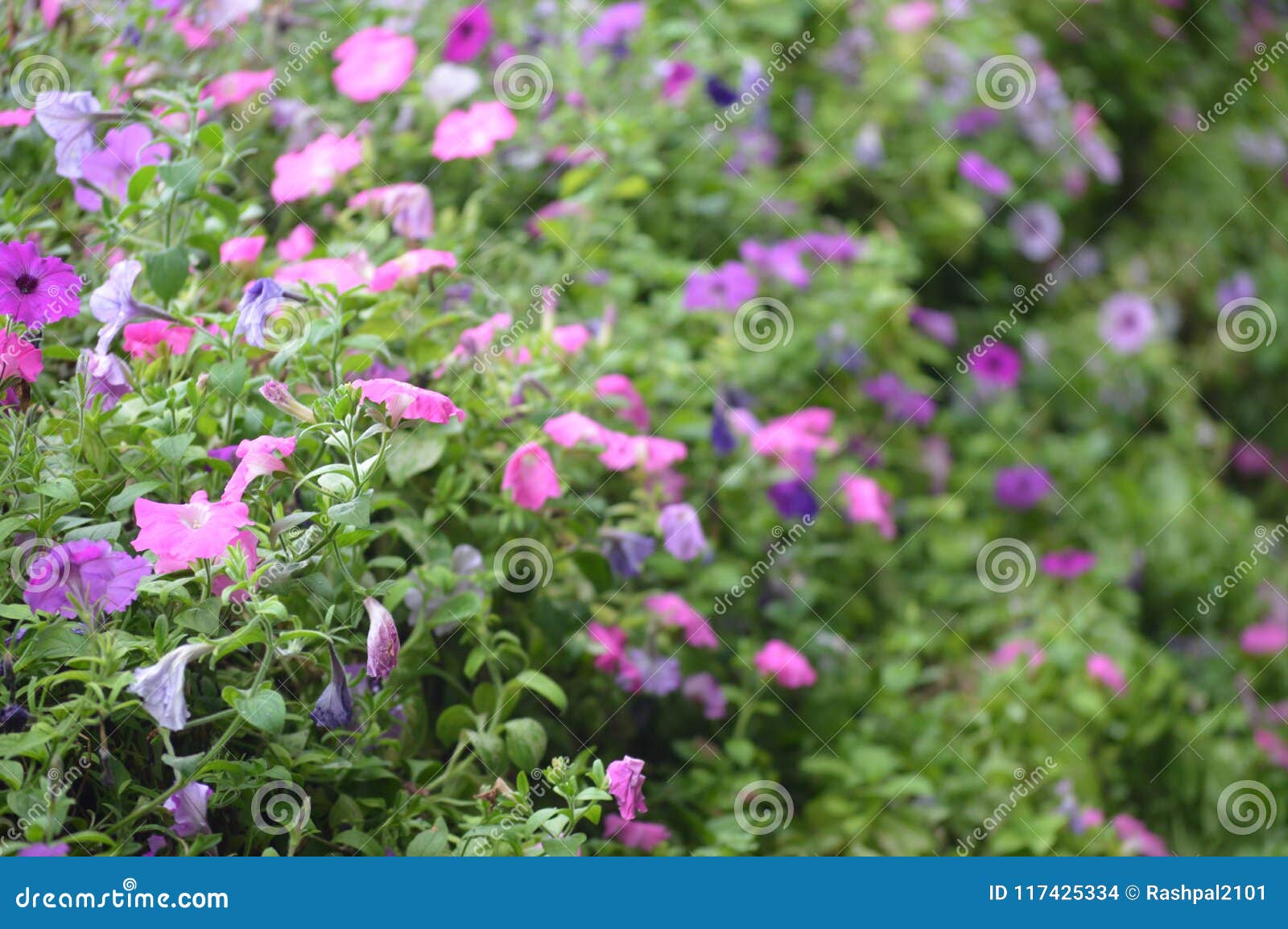 flower garden in cameron highland stock photo - image of botany