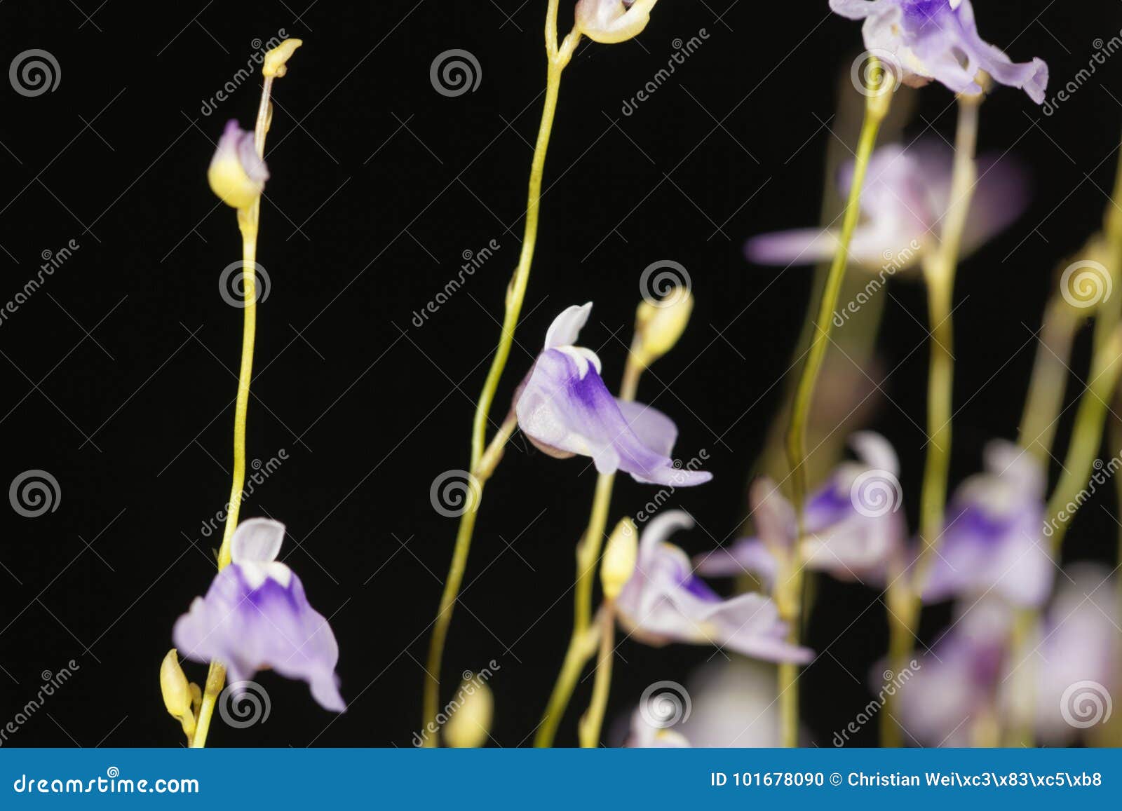 flower of utricularia minutissima.