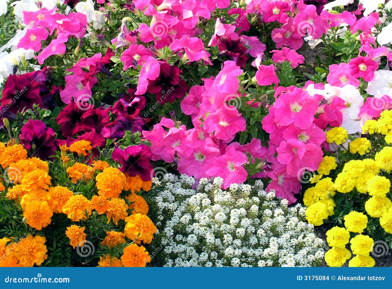 Flower carpet. stock photo. Image of biology, flower, petal 3175084