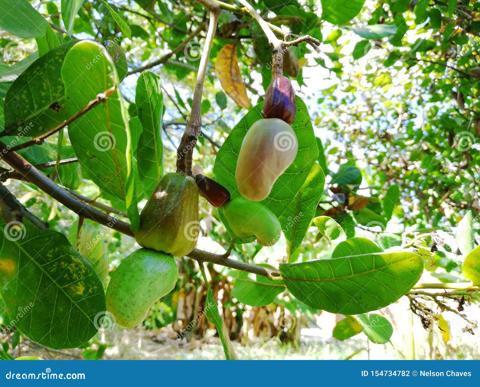 Flower and cashew fruit stock photo. Image of showing 154734782
