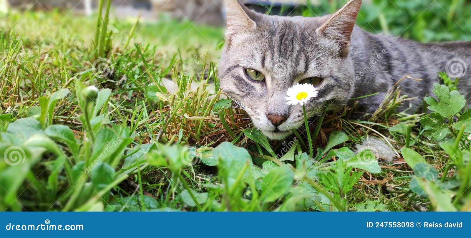 Flower of cat stock photo. Image of whiskers, nature 247558098