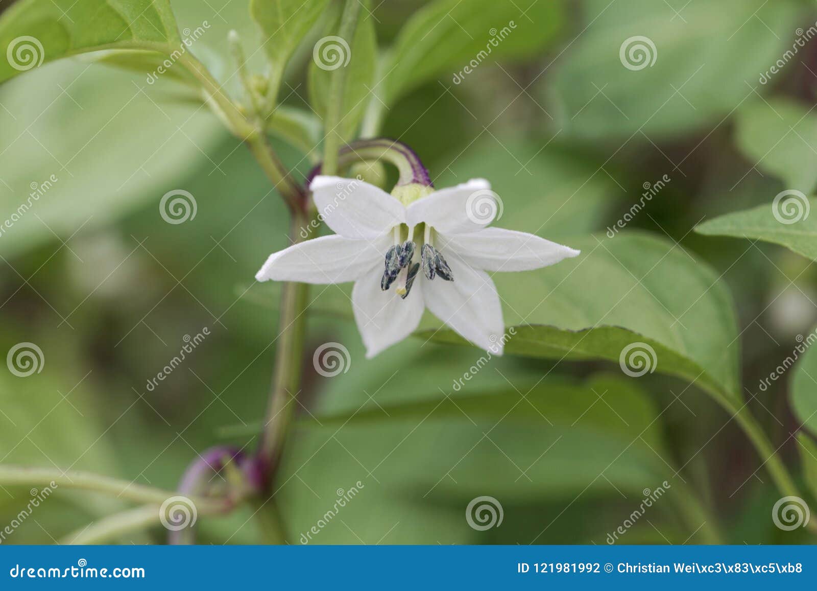 Flower of a Cayenne Pepper Plant Capsicum Annuum Stock Photo Image of