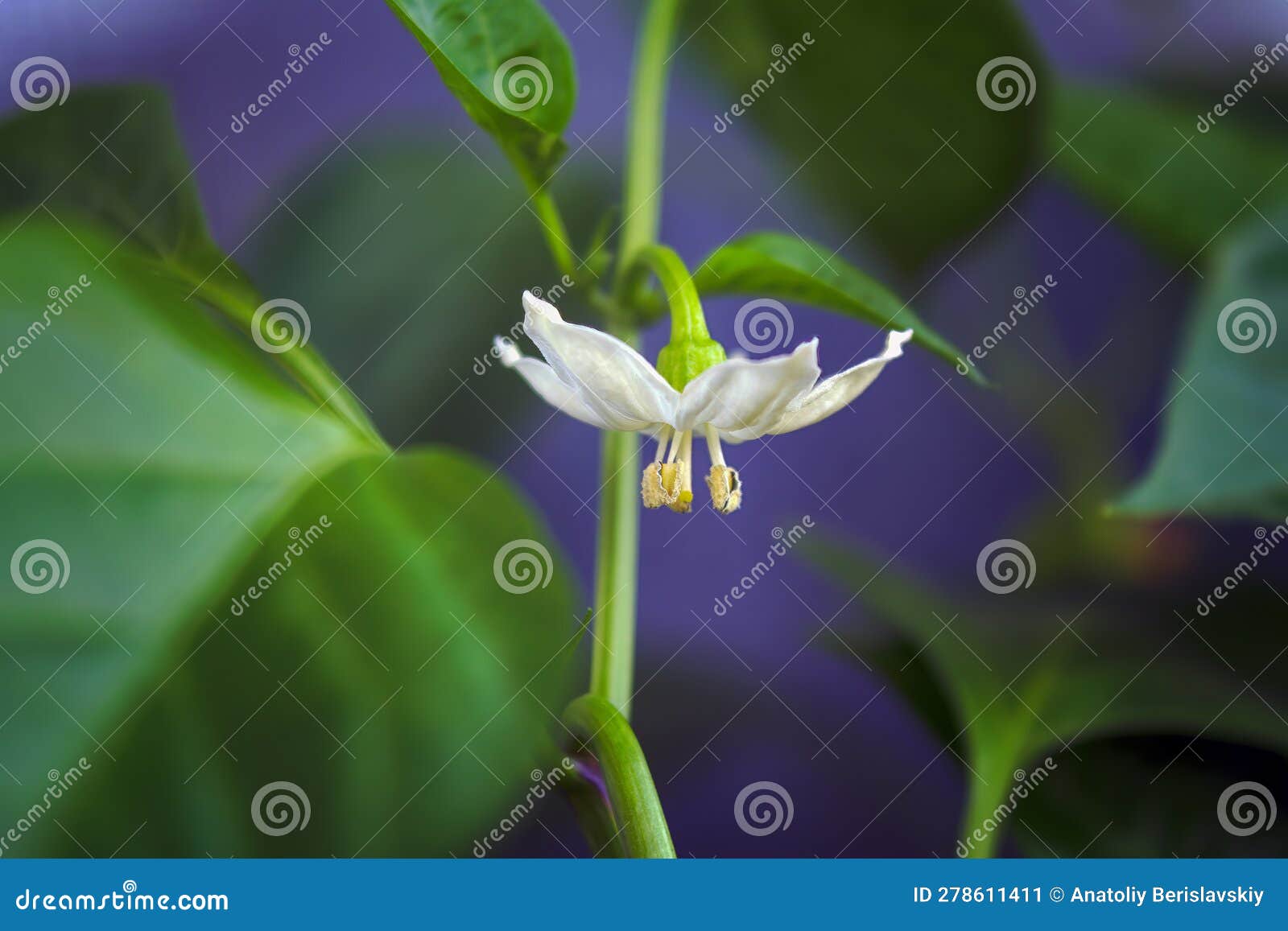 A Flower of a Cayenne Pepper Plant Capsicum Annuum. Stock Image Image