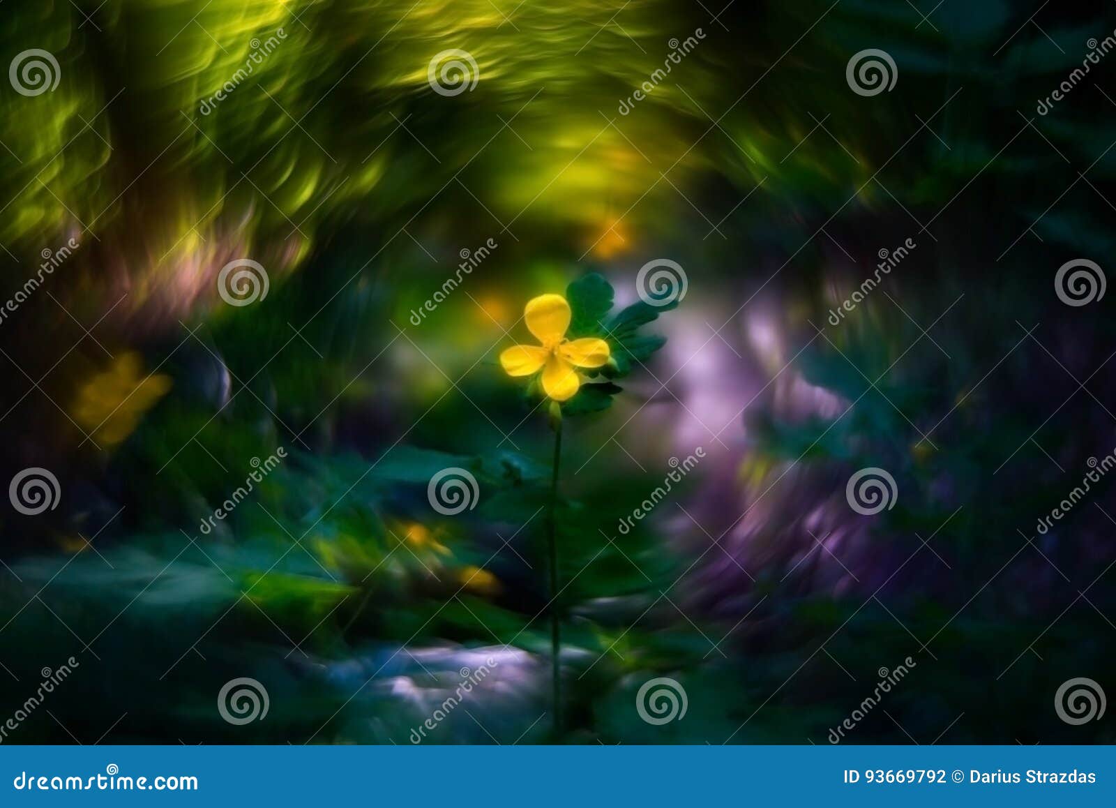 flower celandine and bokeh