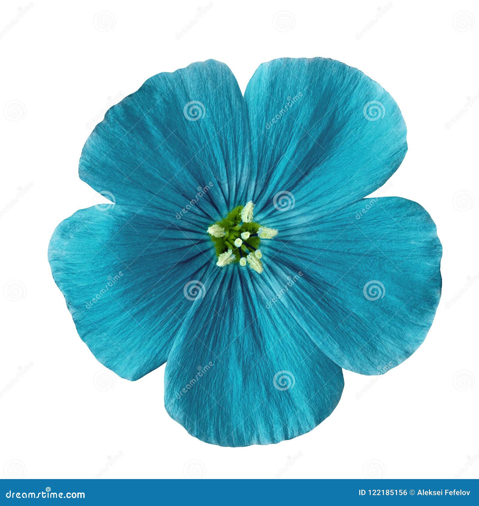 Flower Cerulean Flax Isolated on White Background. Flower Bud Close Up ...