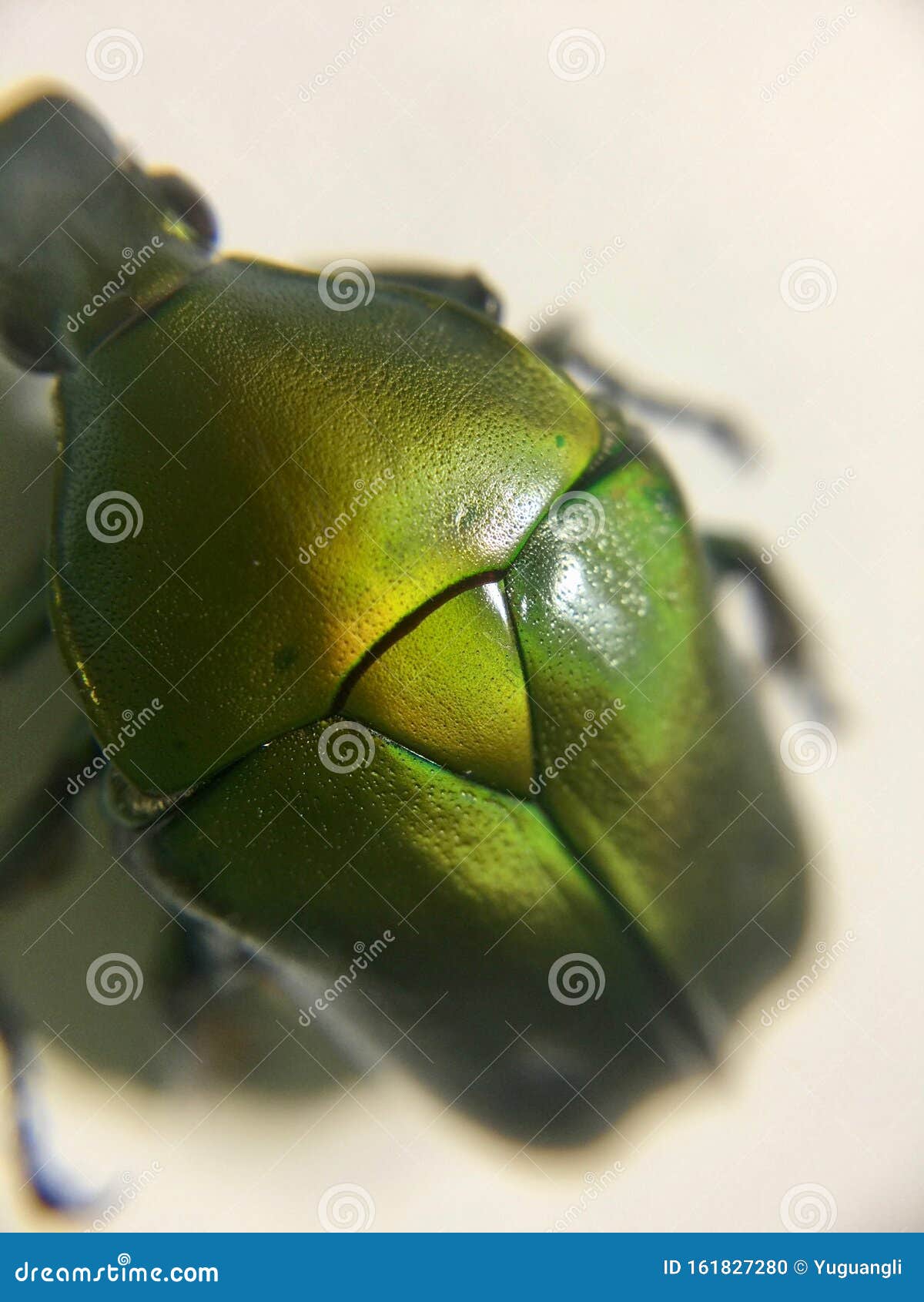 Flower Chafer Beetle Closeup Stock Photo Image of fauna, scarabaeus