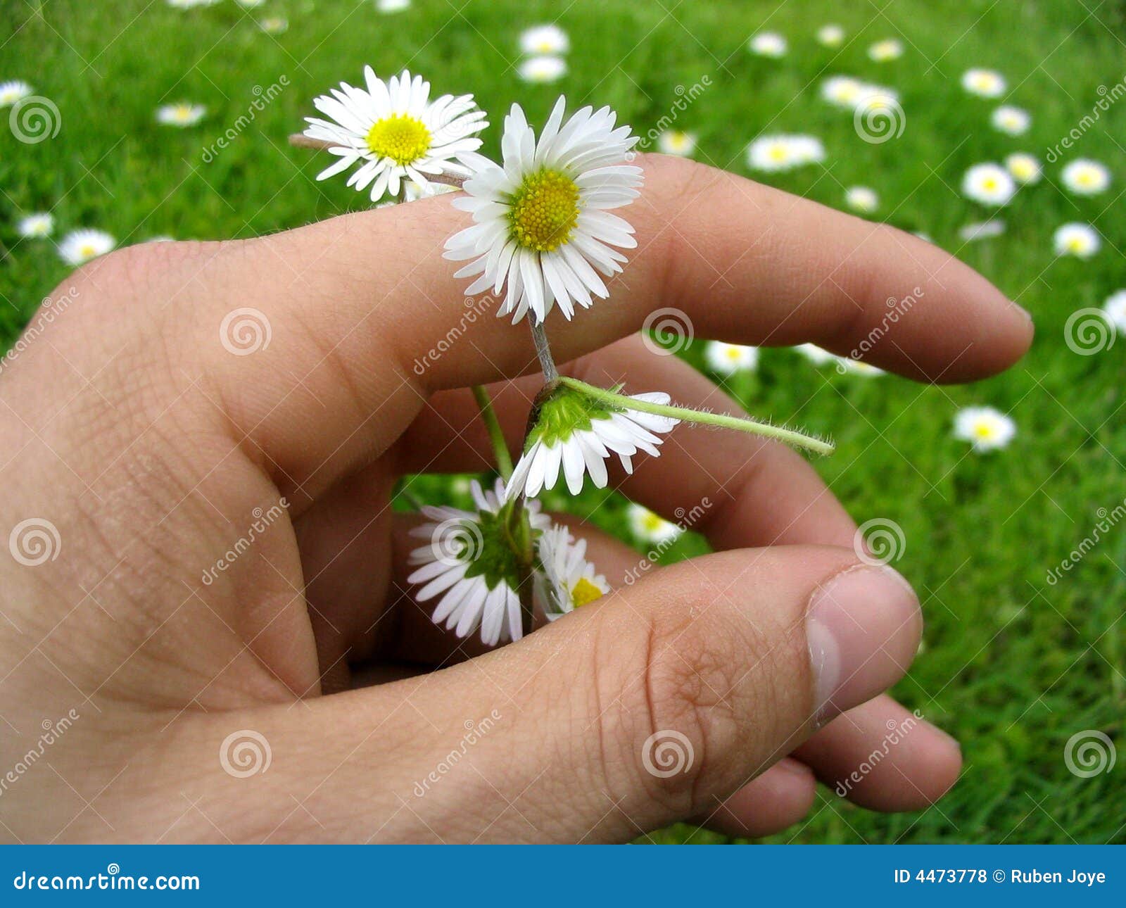 Flower chain of daisies stock photo. Image of petals, friends 4473778