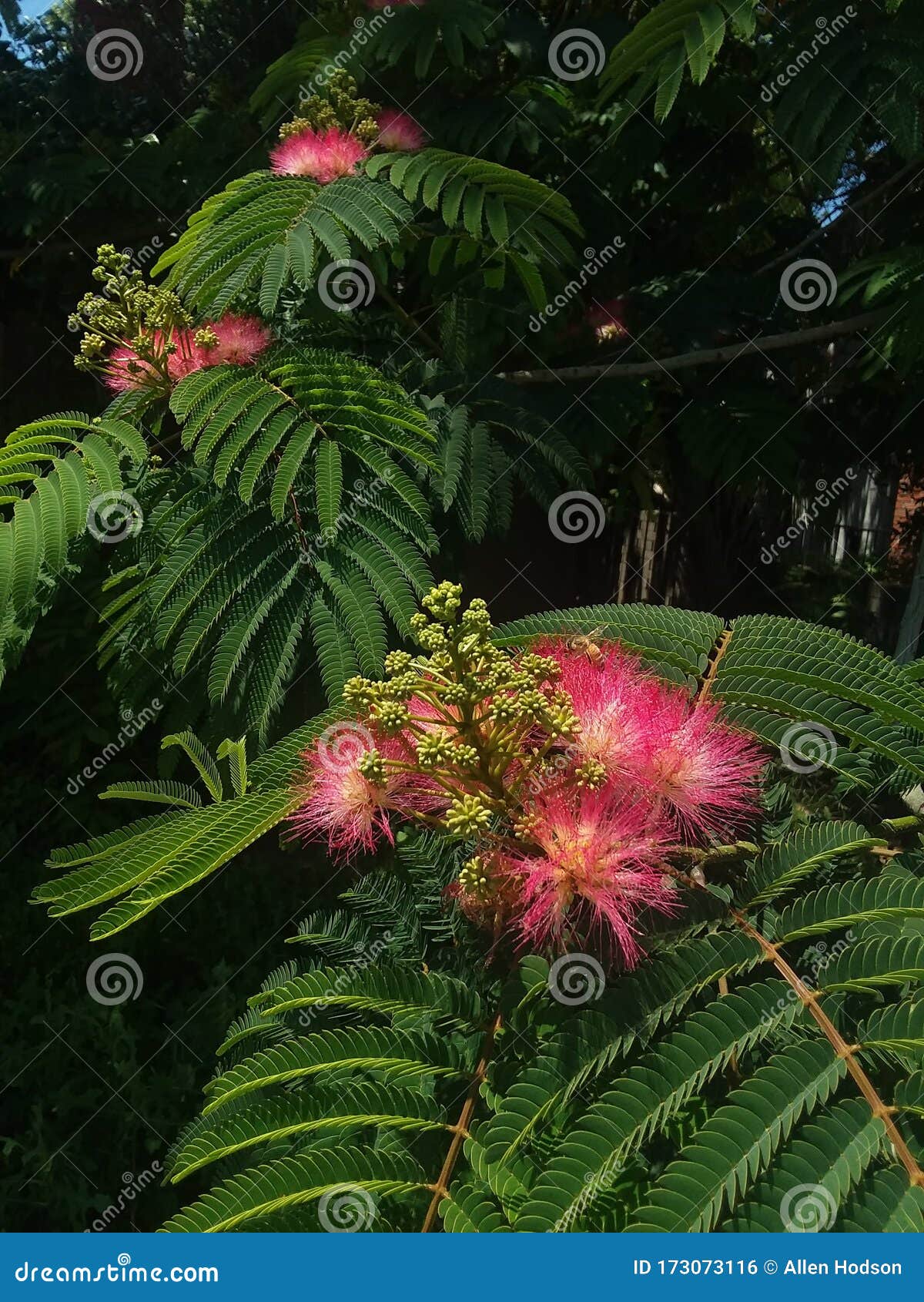 Flower of Chaos stock photo. Image of chaoticenergy 173073116