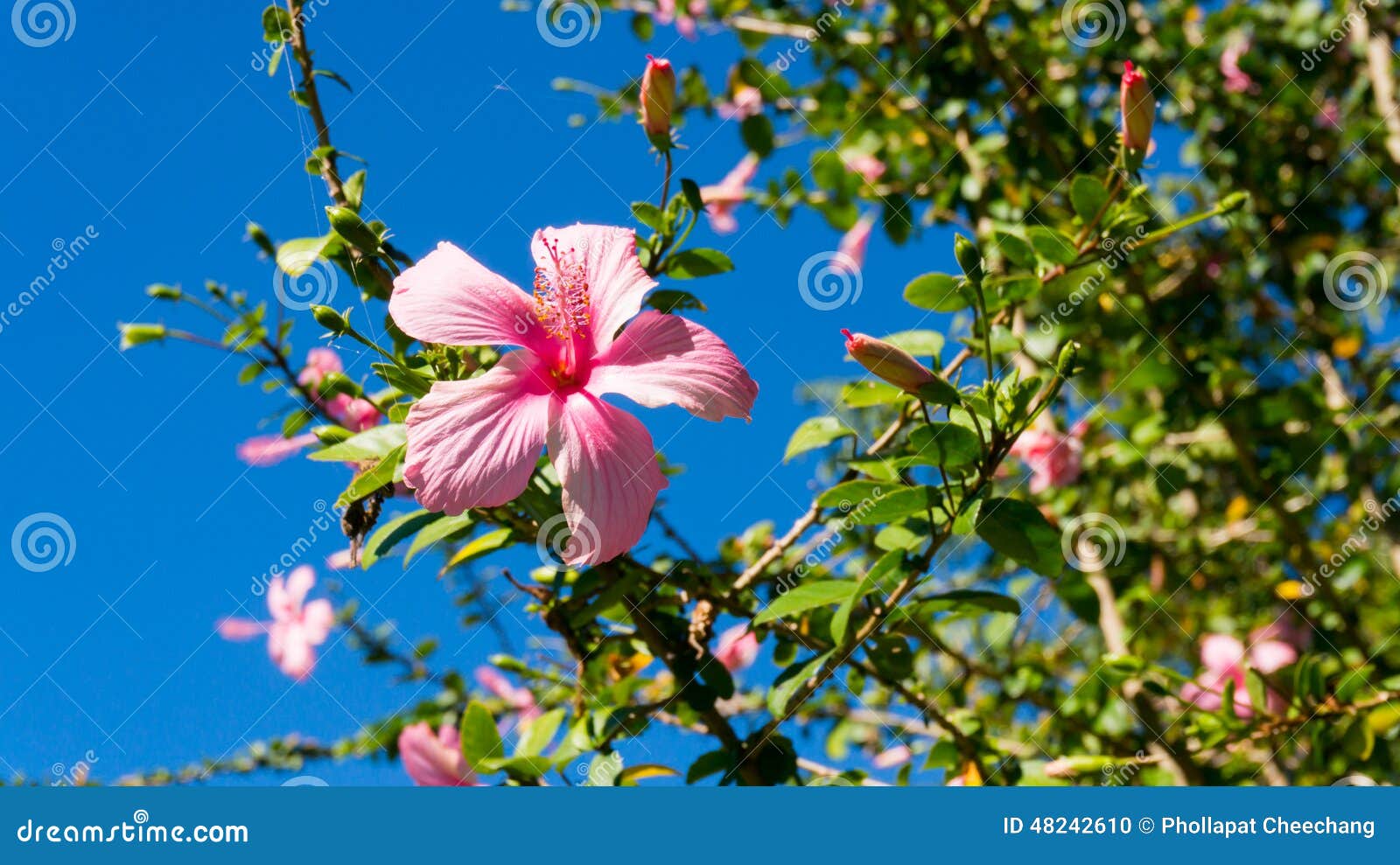 The Flower of the Chinese Rose Close Up Stock Photo Image of fresh