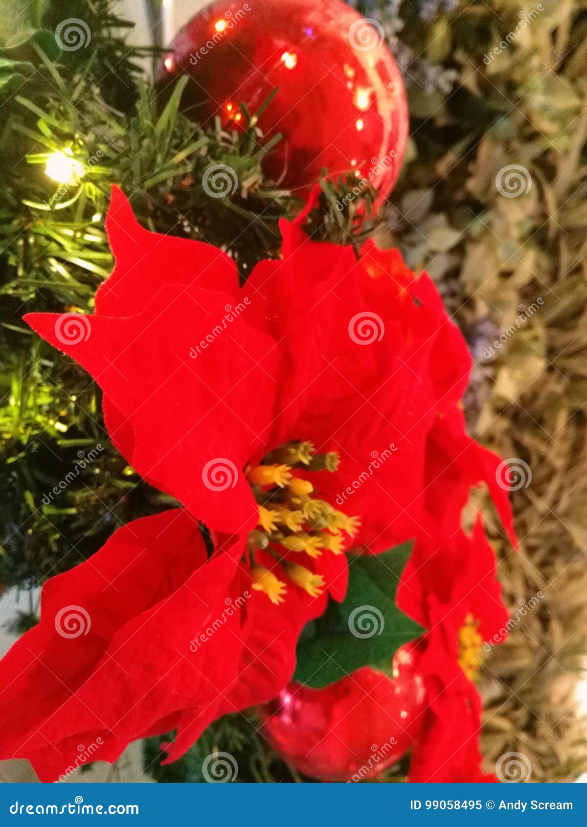 Flower stock image. Image of flower, christmas, evecelebration 99058495