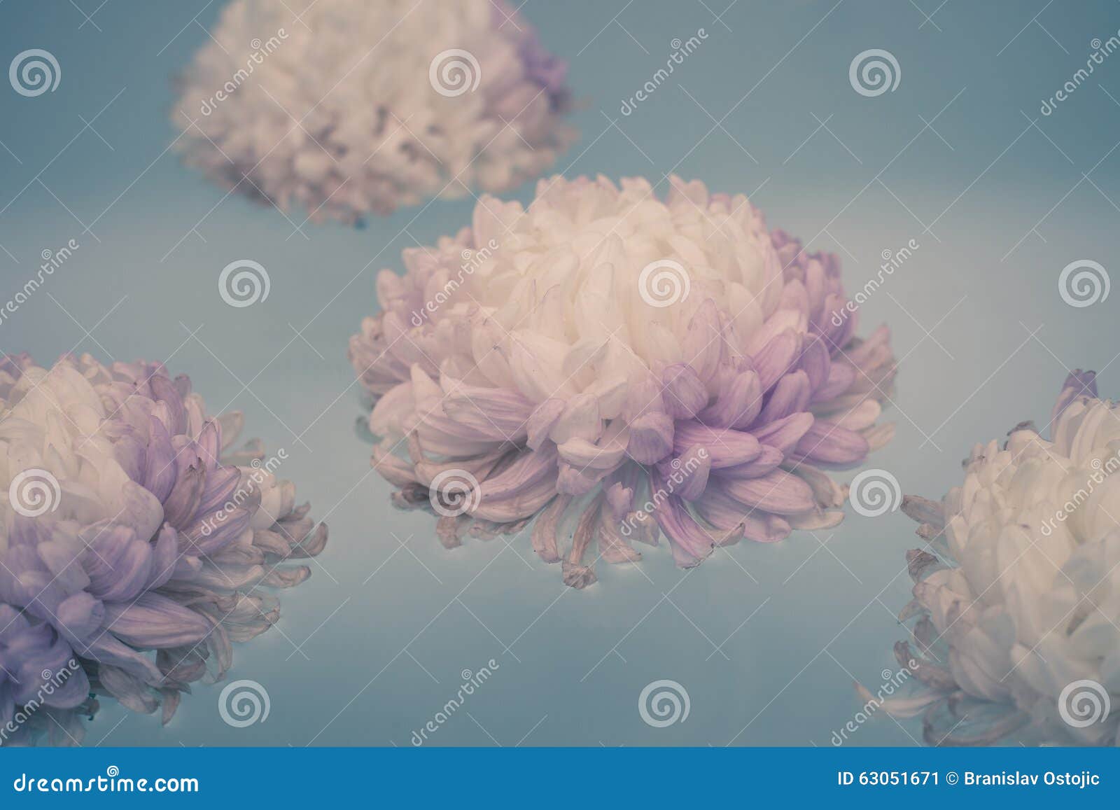 flower of chrysanthemum floating