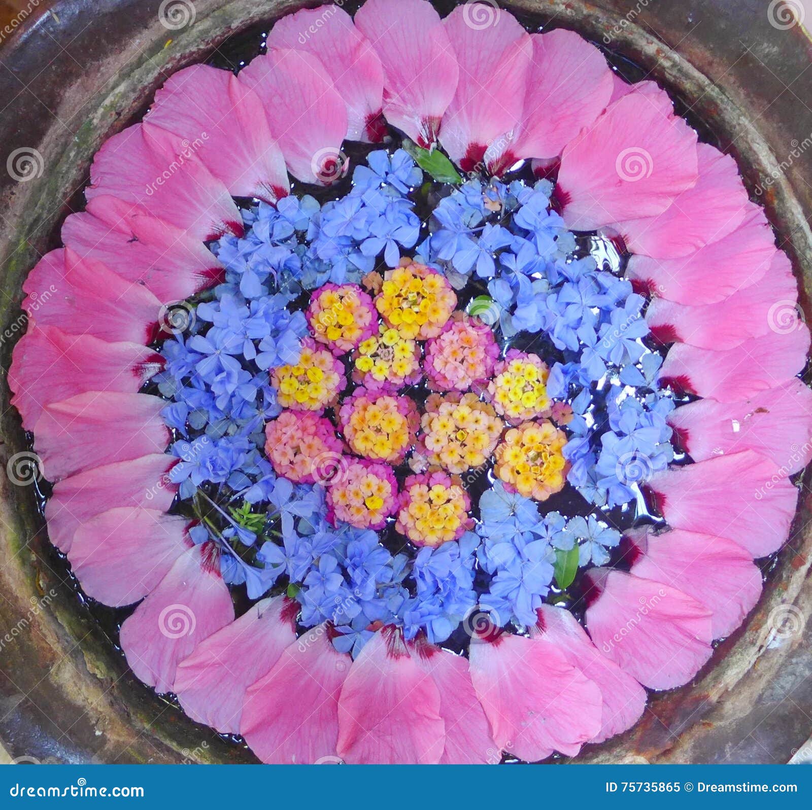 Flower Circle stock image. Image of round, float, pink 75735865