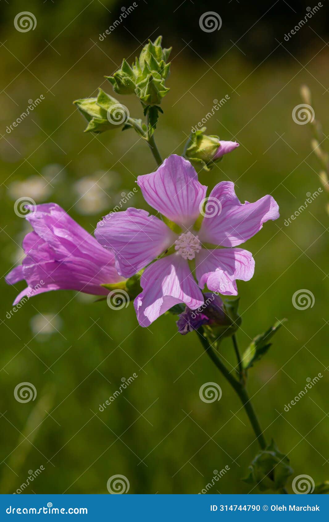 flower close-up of malva alcea greater musk, cut leaved, vervain or hollyhock mallow, on soft blurry green grass background