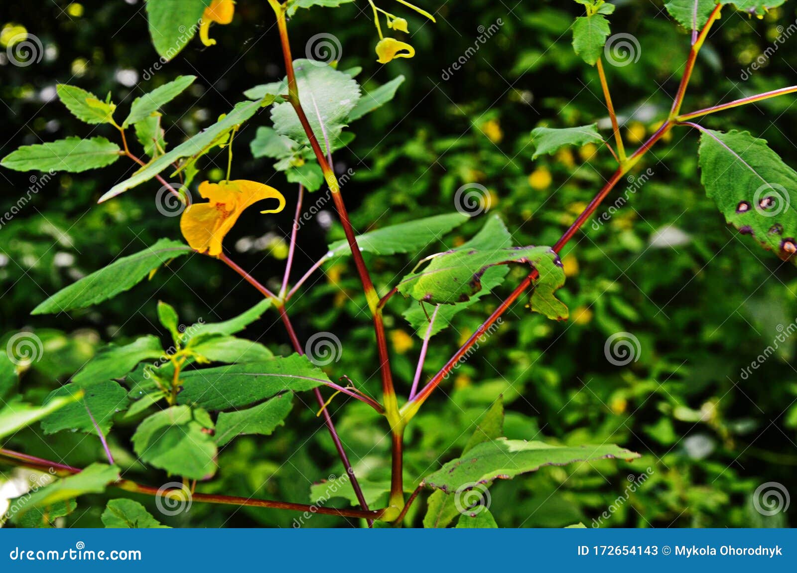 impatiens noli-tangere - wild plant. plant blooming in summer