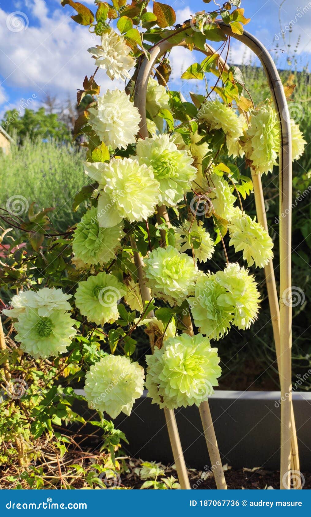 flower clÃÂ©matite climbing green garden