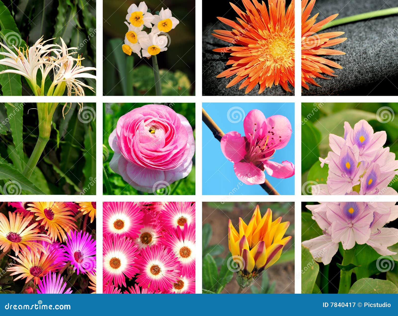 Flower collage stock image. Image of pink, decoration 7840417