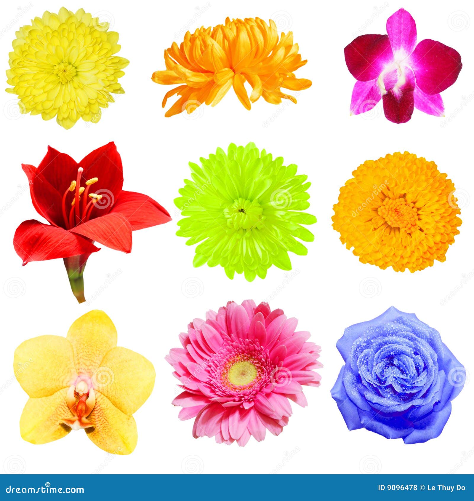 Flower Collection stock photo. Image of summer, rose, daisy - 9096478