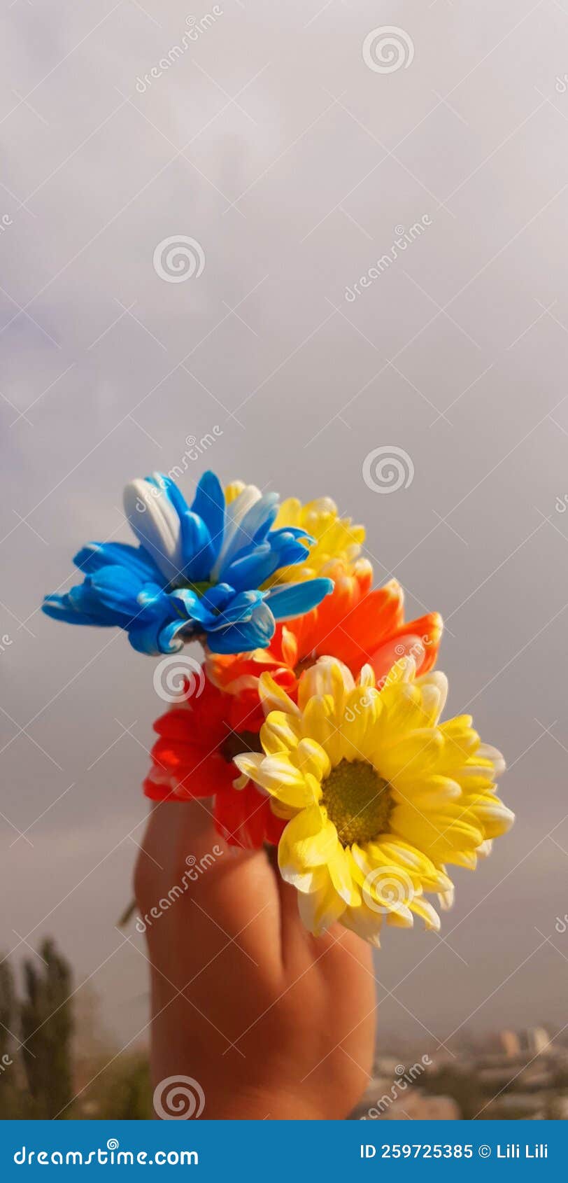 Flower stock image. Image of colorful, photogarphy, flowers 259725385