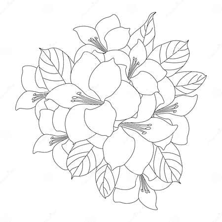 Flower Coloring Page with Pencil Sketch Drawing in Vector Graphic in ...