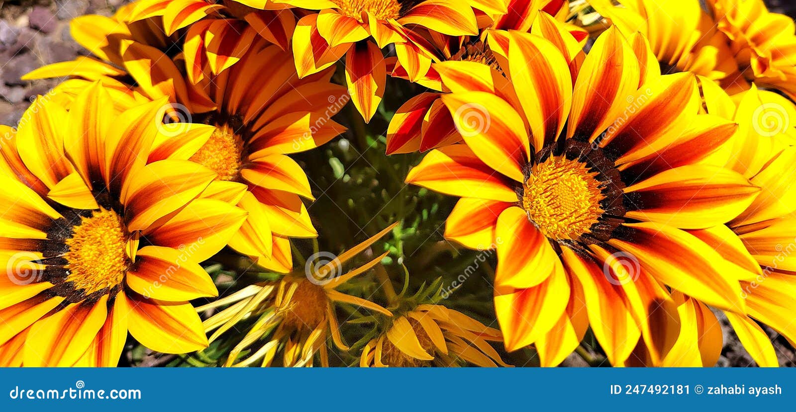 Flower stock image. Image of season, colors, velveting 247492181