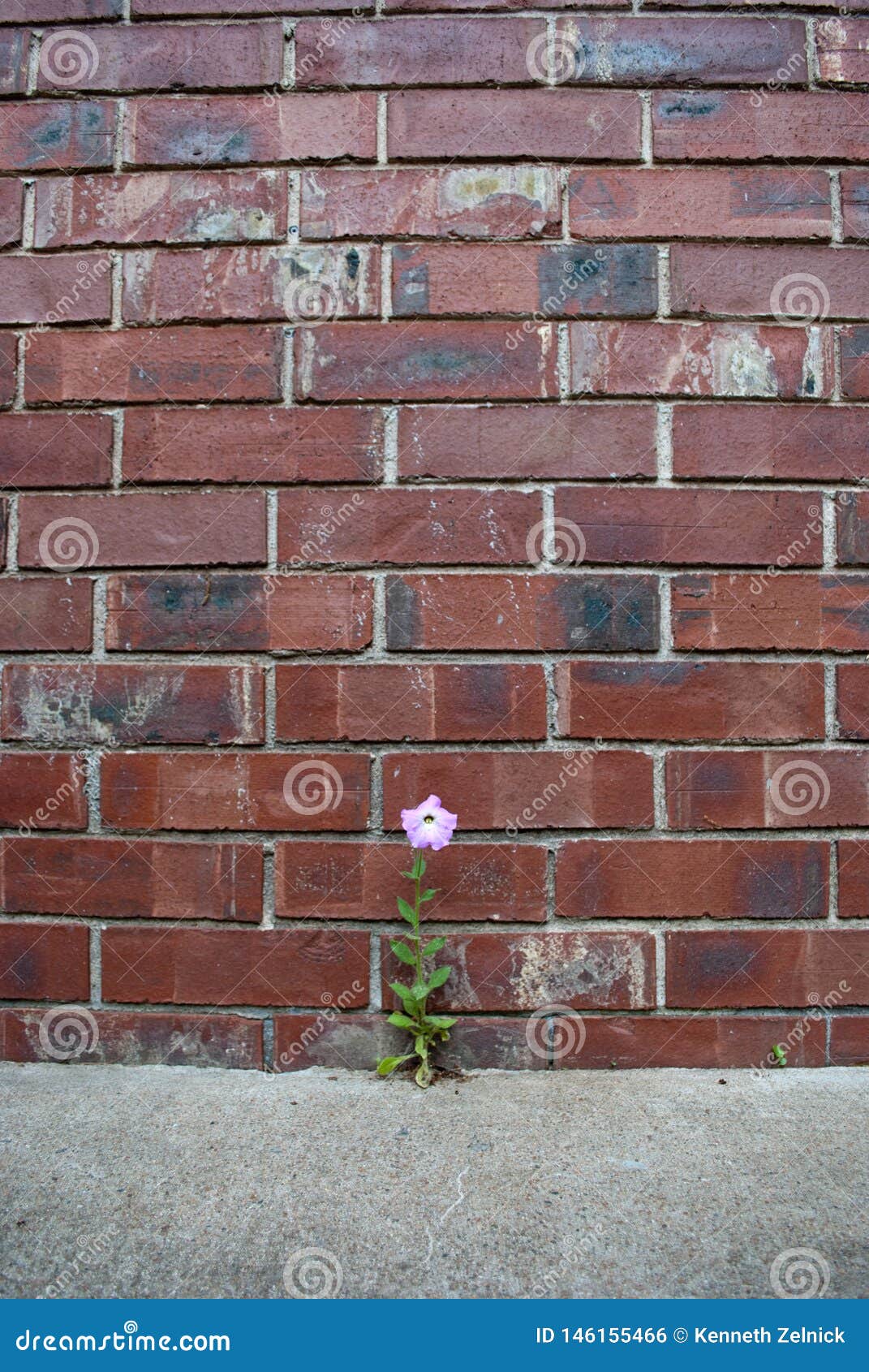 Flower in Concrete stock photo. Image of struggle, wall 146155466