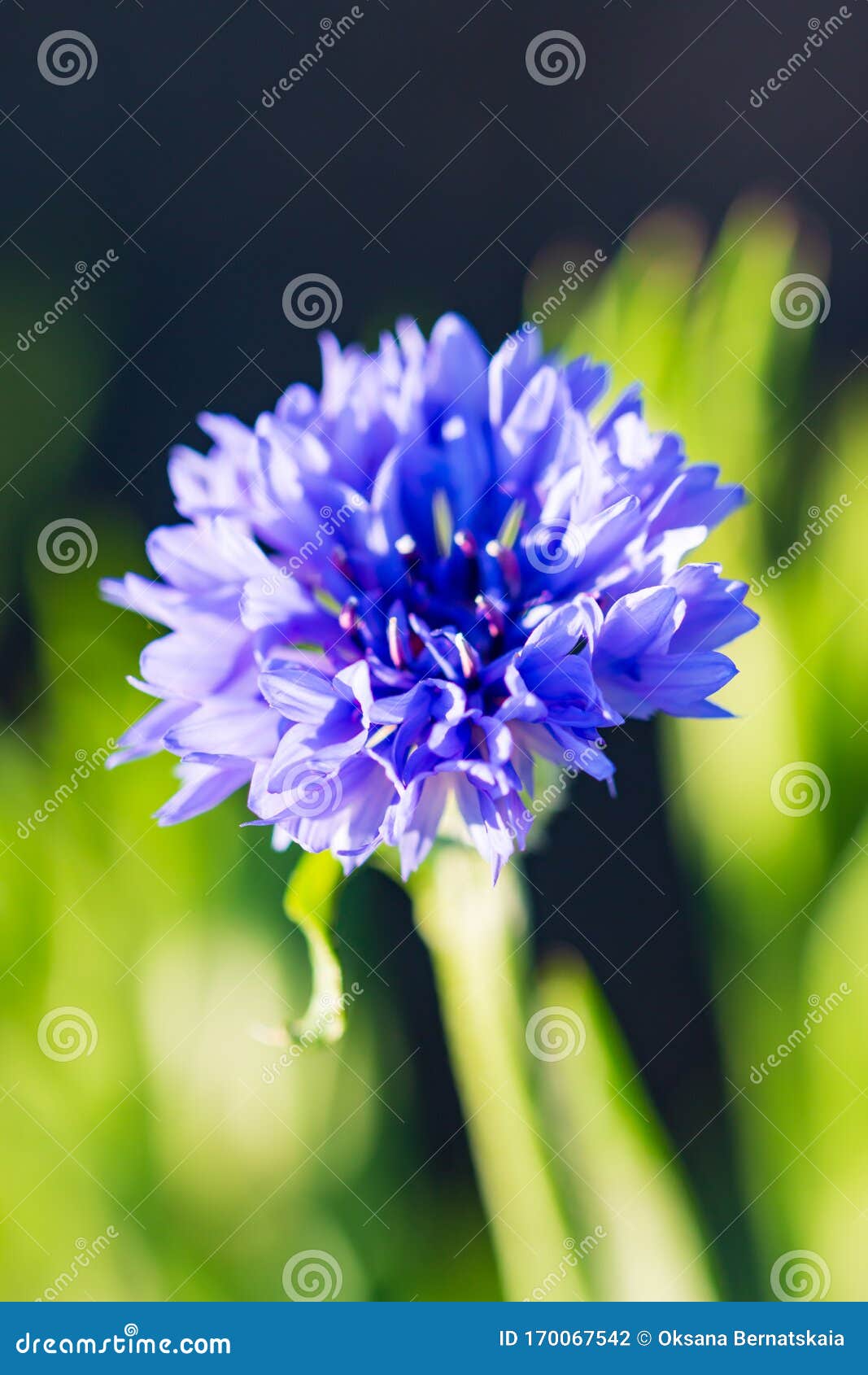 Flower Cornflower with Leaves Stock Photo Image of petals, garden