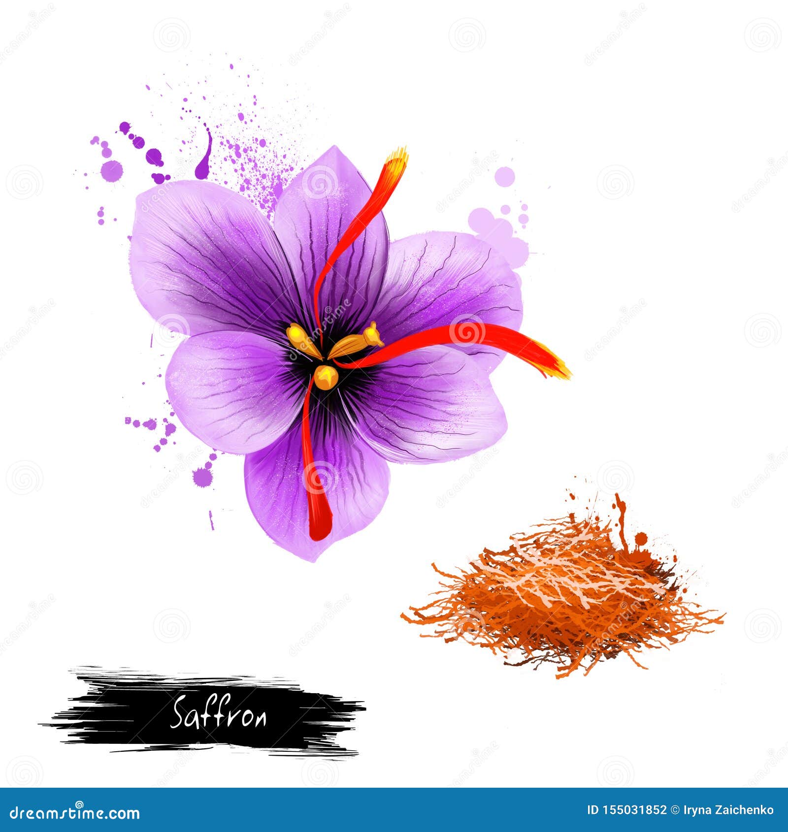flower crocus and dried saffron spice  on white background