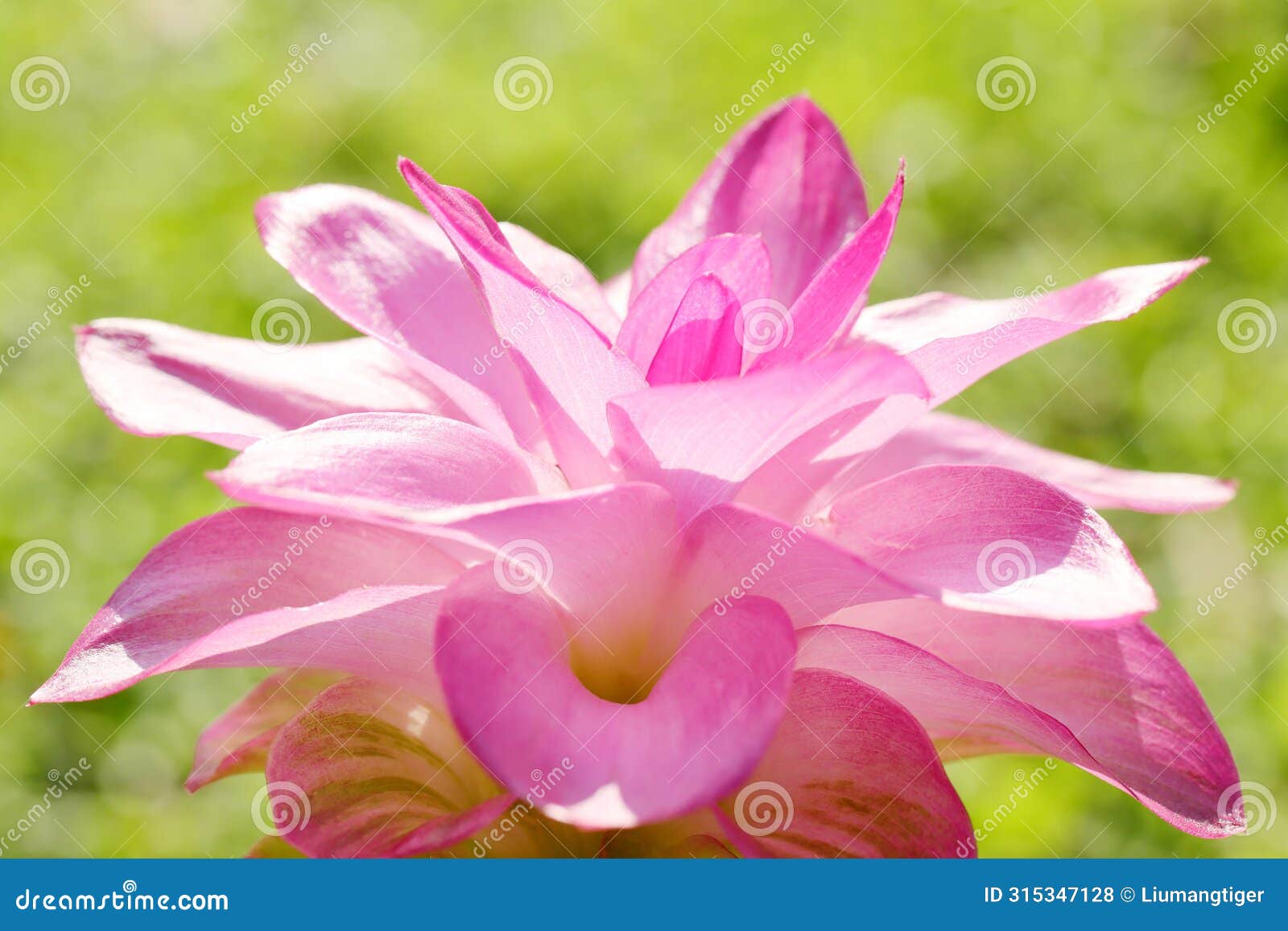 the close-up look of curcuma aromatica flower