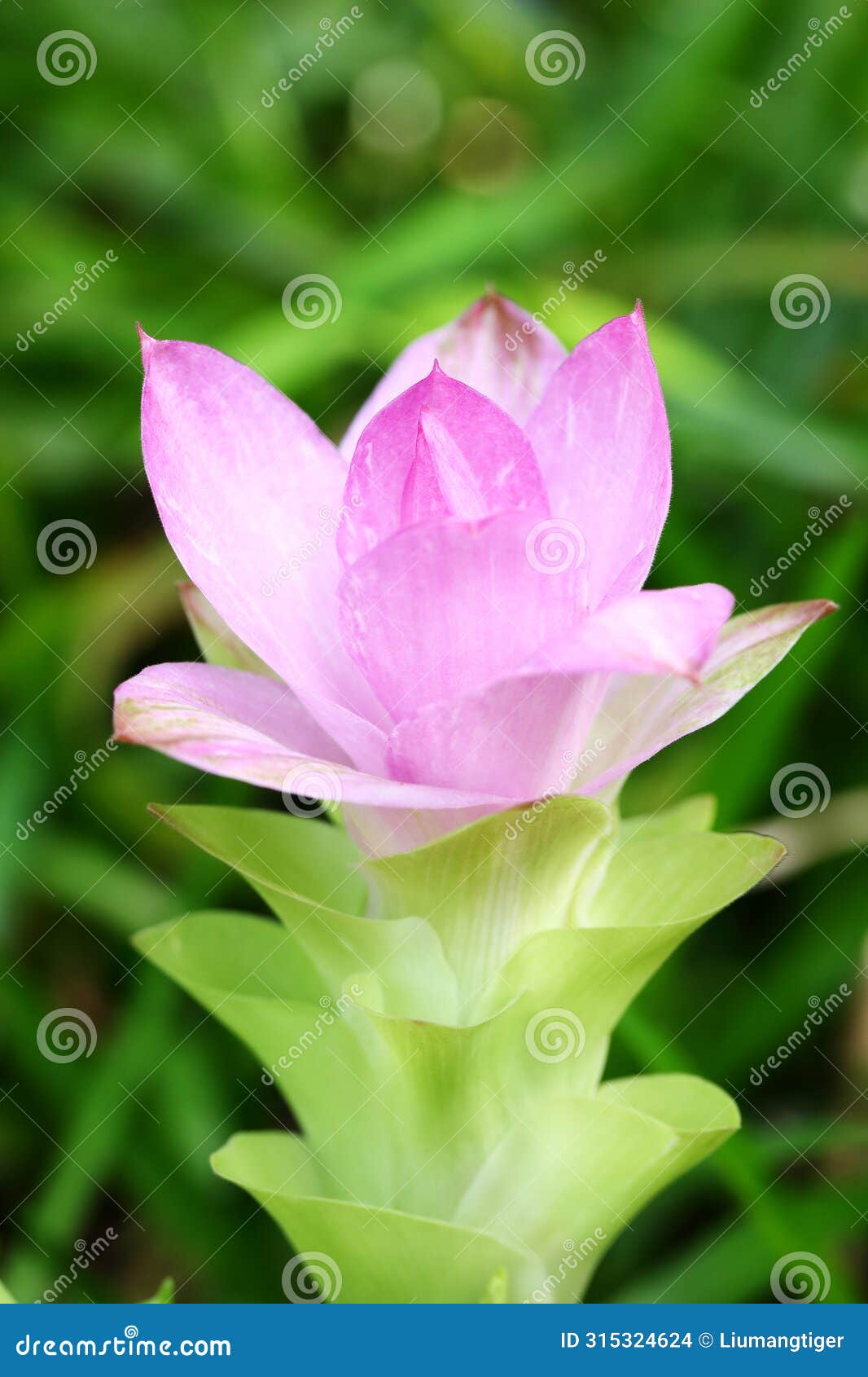 the flower of curcuma aromatica