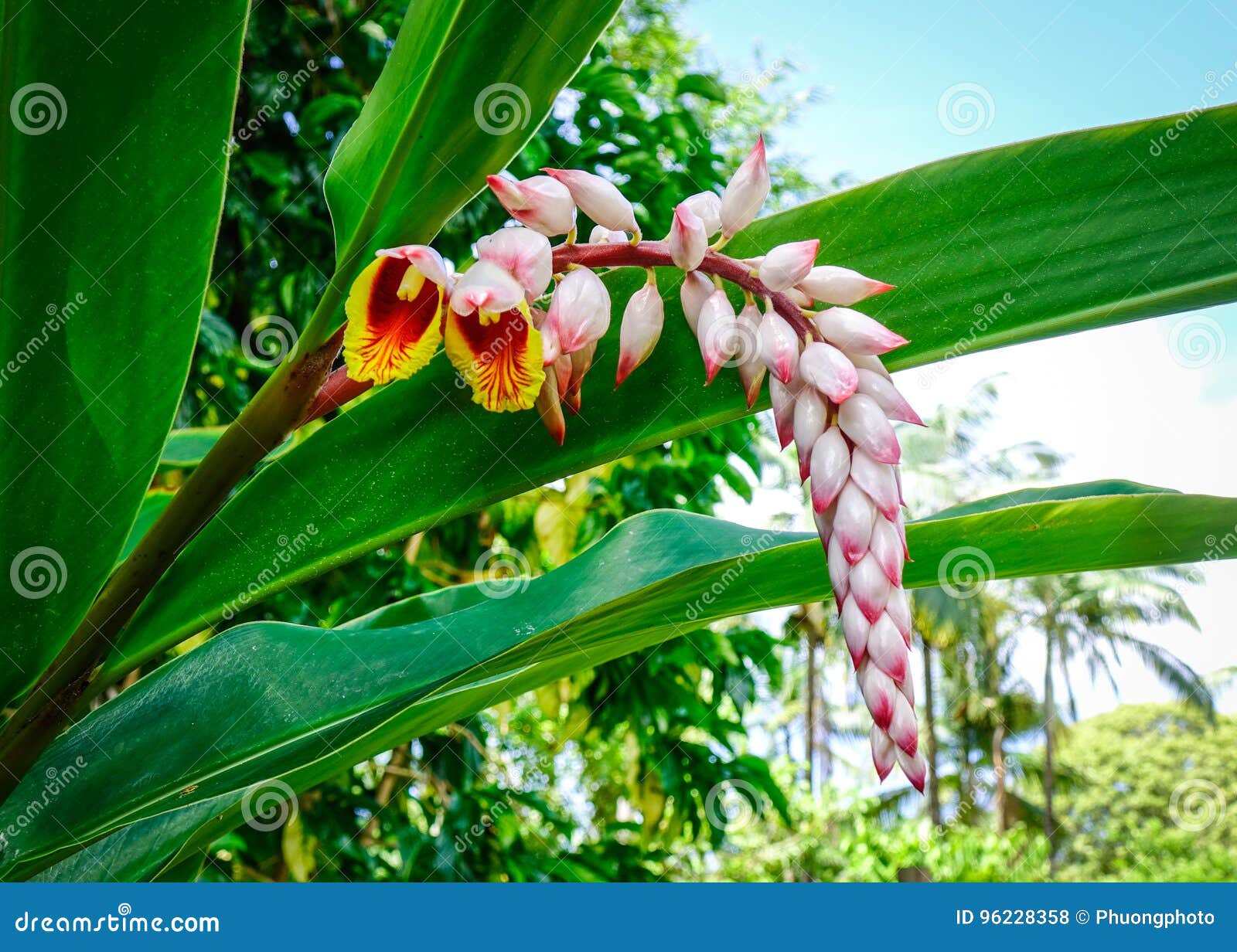 flower of curcuma longa at the botanic garden