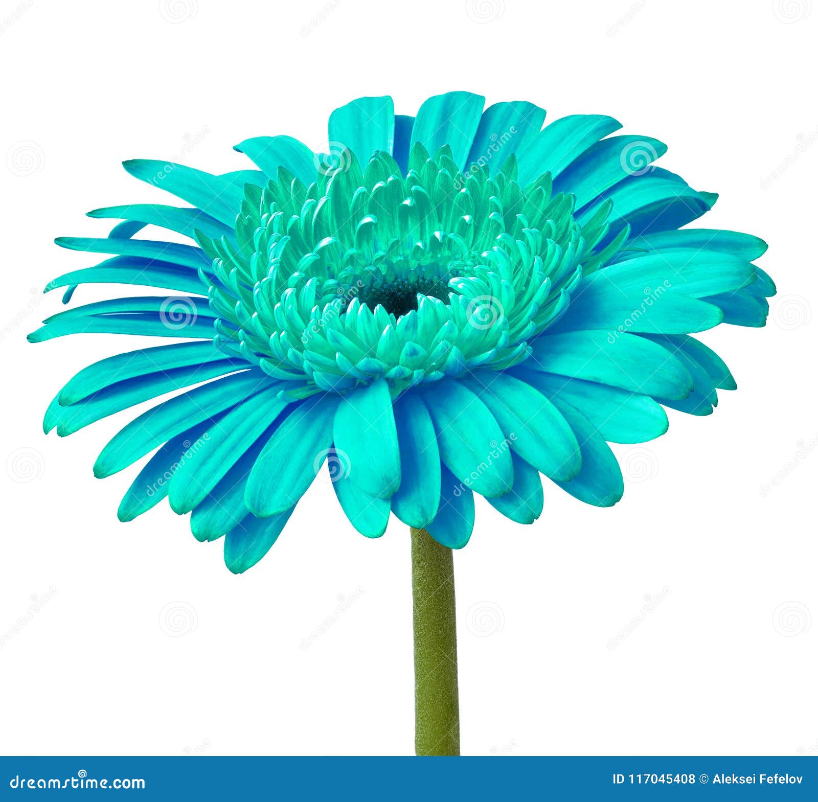 Flower Cyan Gerbera Isolated on a White Background. Close-up. Flower ...