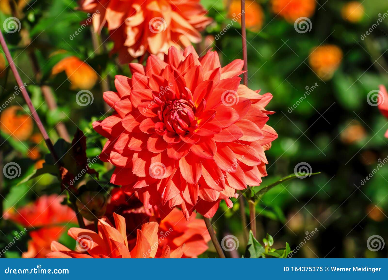 flower of the dahlia egon ehlers in late summer and autumn