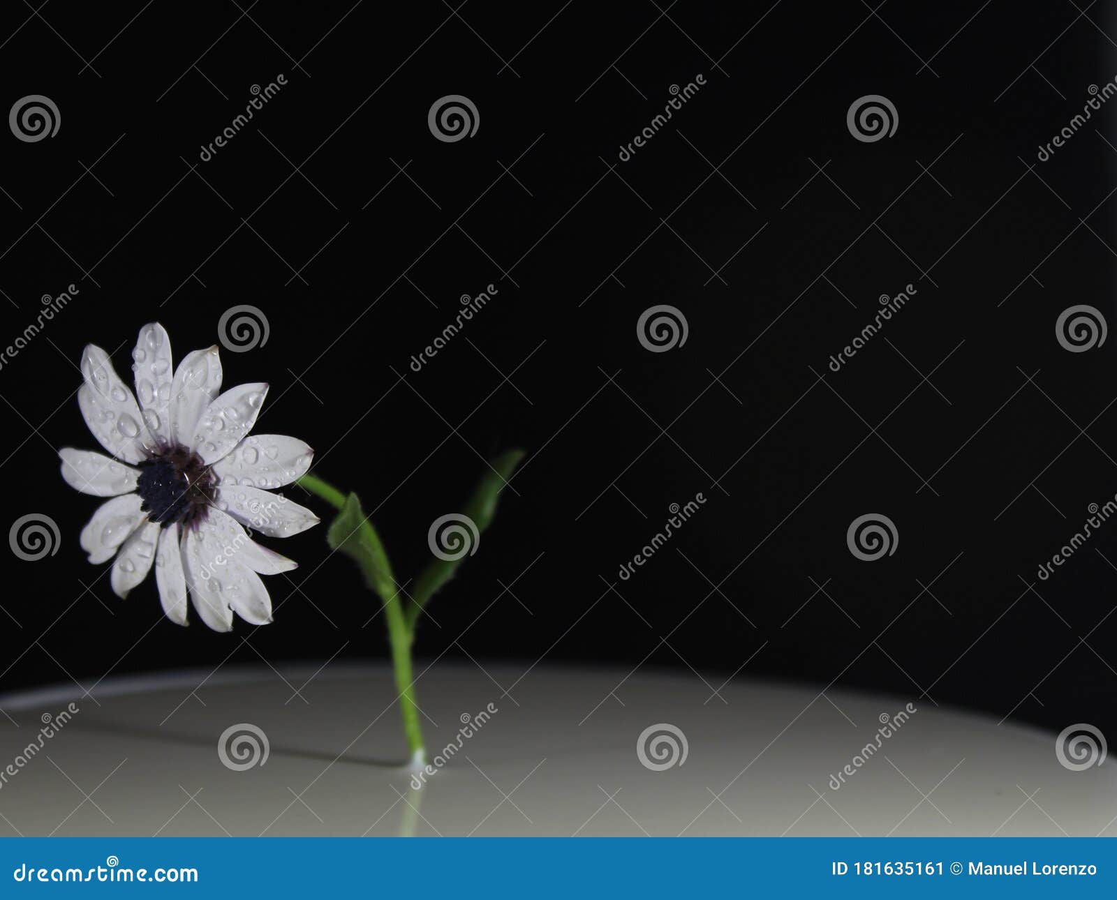 flower daisy plant natural beautiful blue aroma