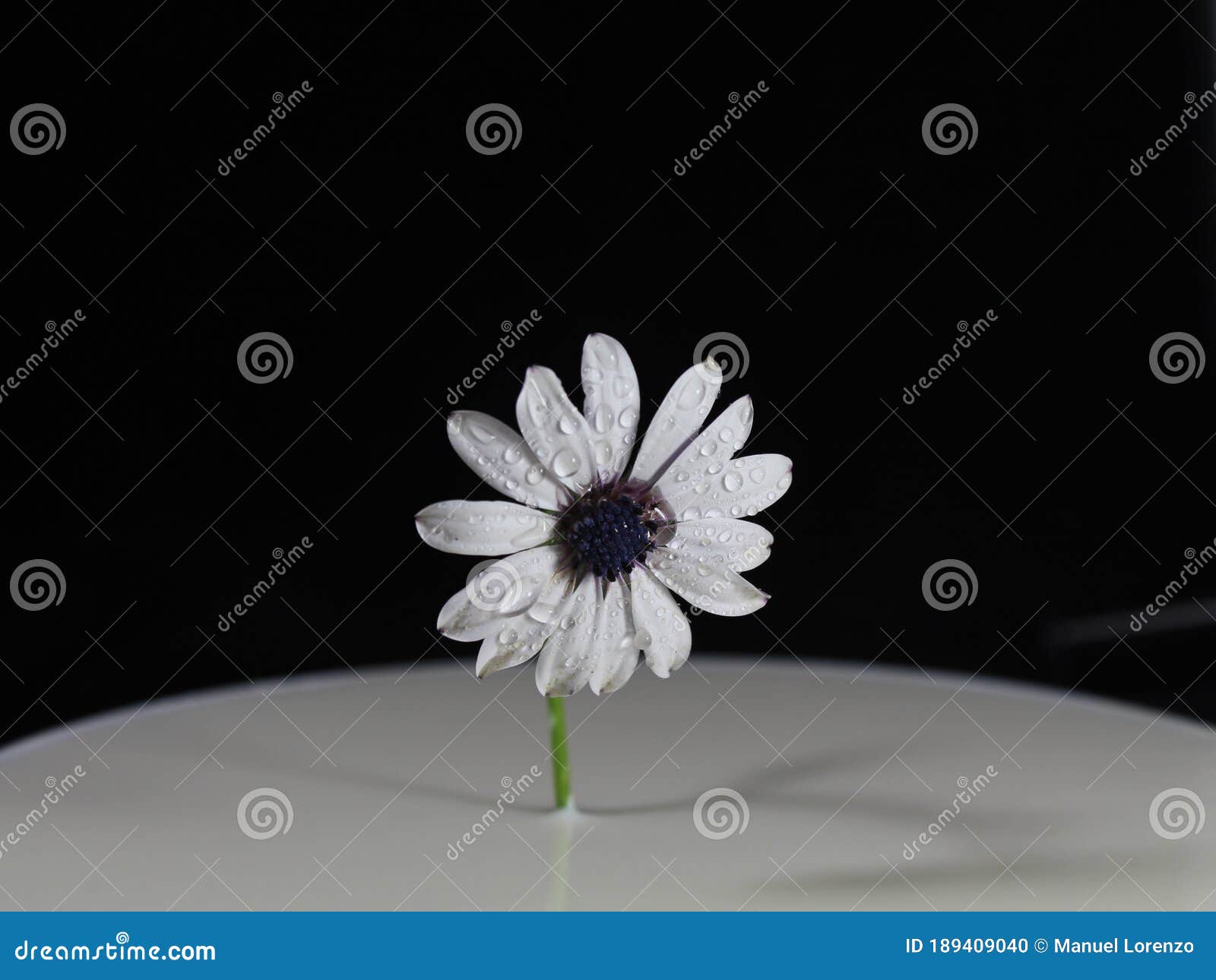 flower daisy plant natural beautiful blue aroma