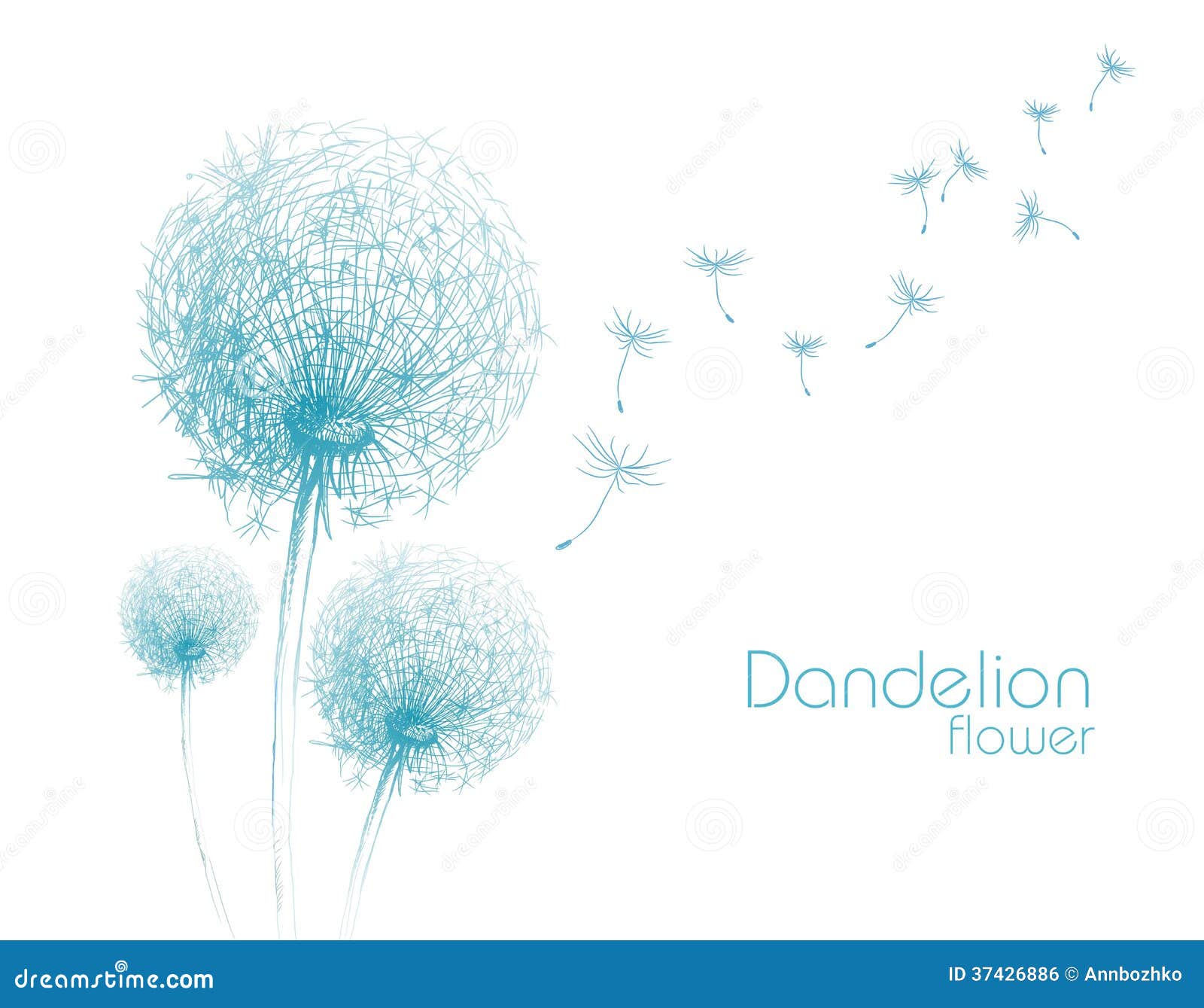  Flower dandelion sketch stock vector. Illustration of herb - 37426886