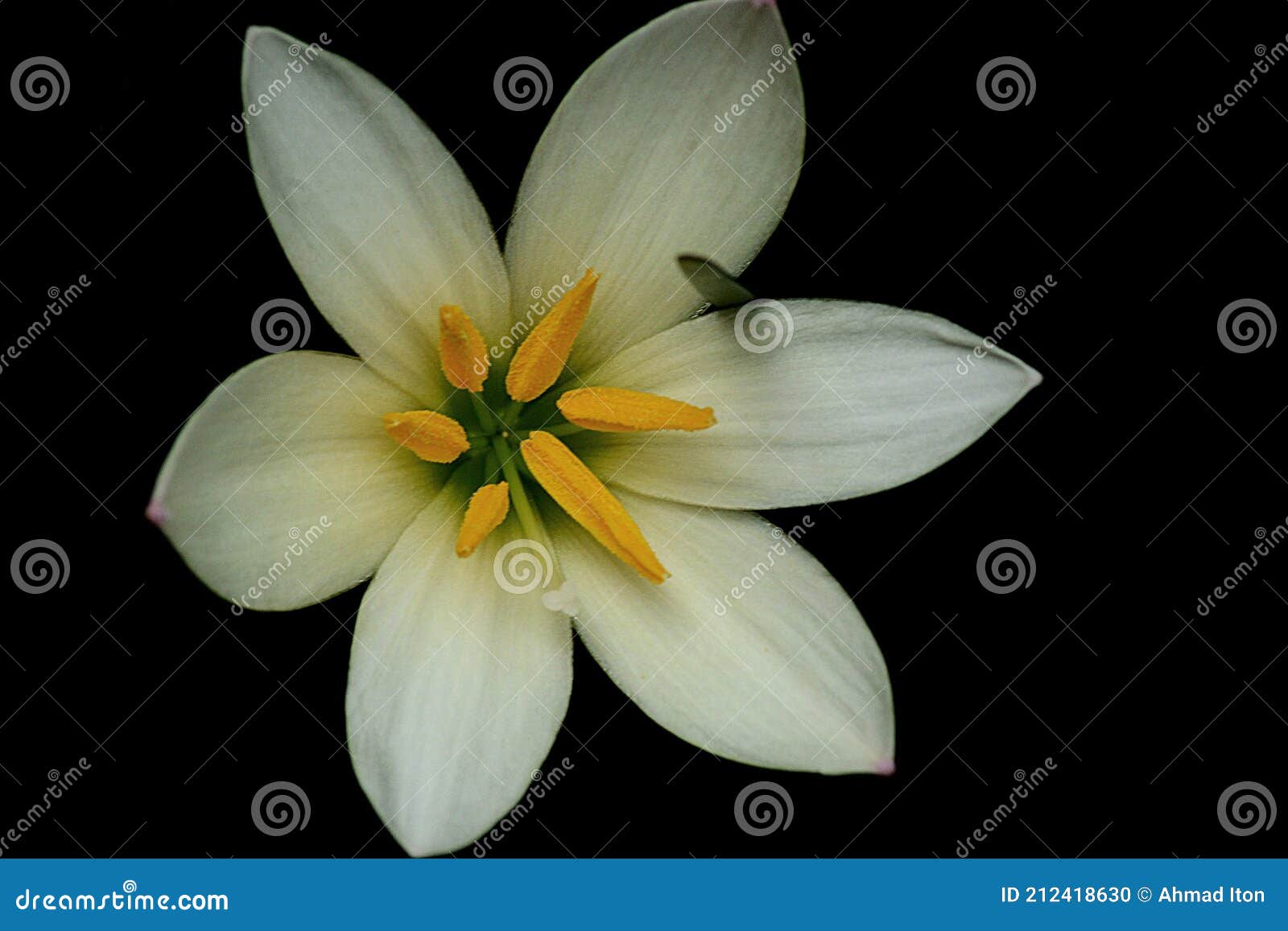 Flower in the dark stock photo. Image of flower, dark 212418630