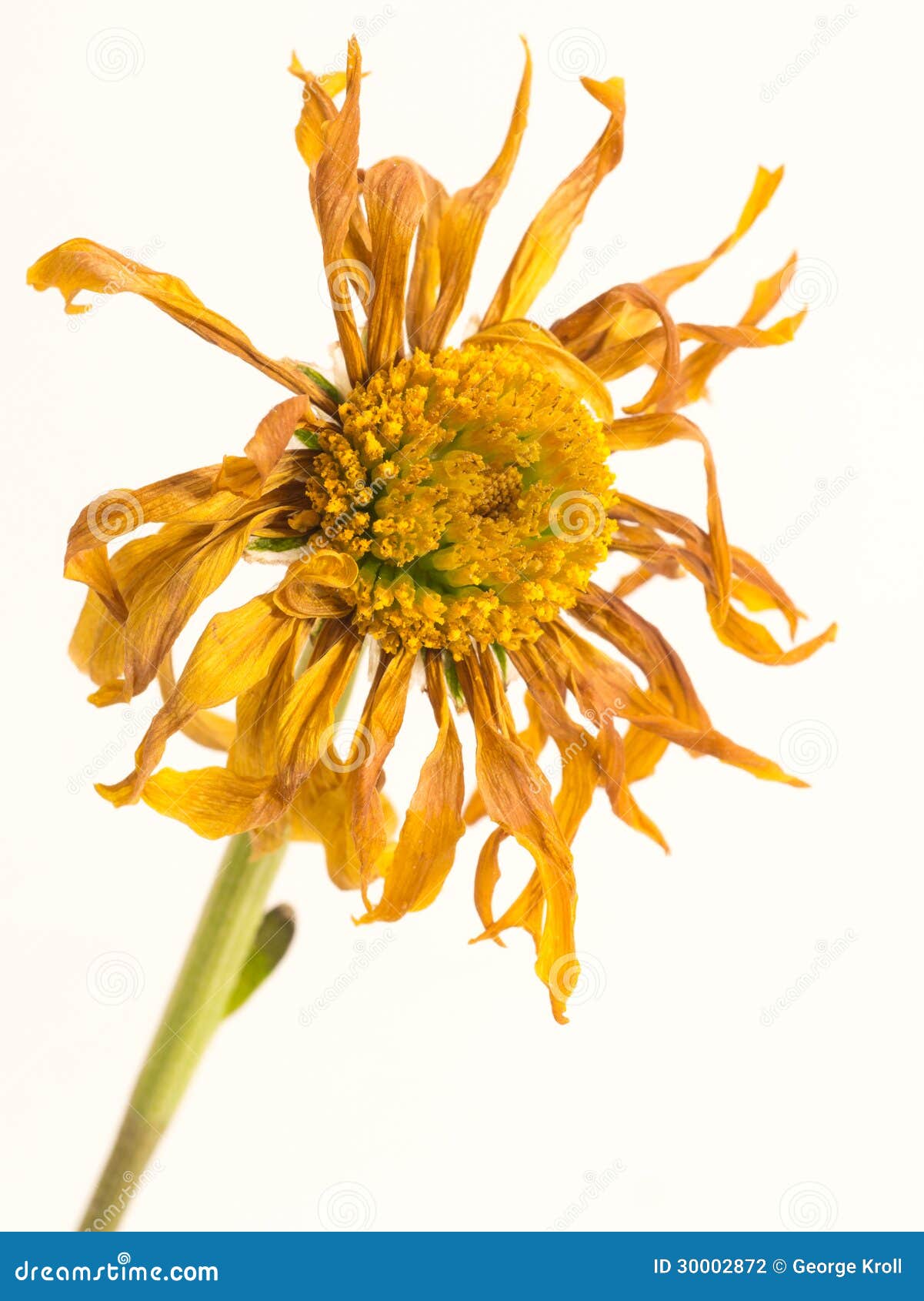 wilted dead dried flower