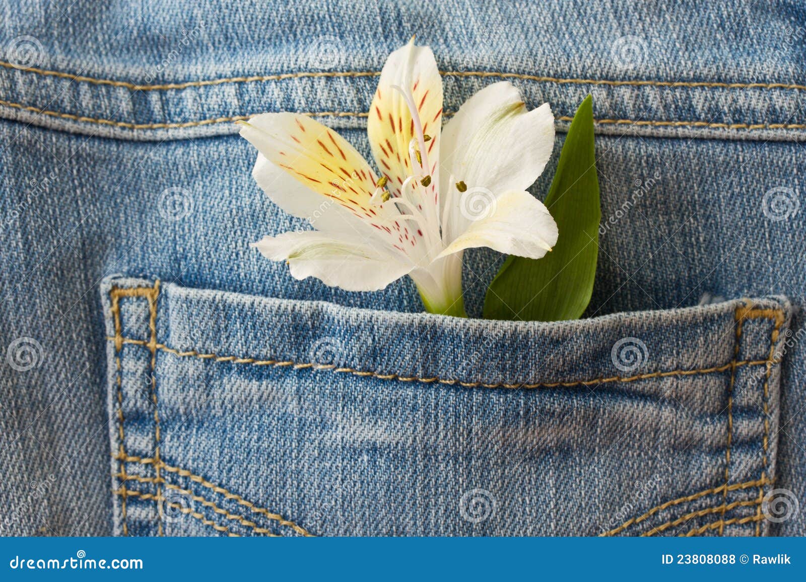 Flower and a Declaration of Love Stock Photo - Image of alstroemeria ...