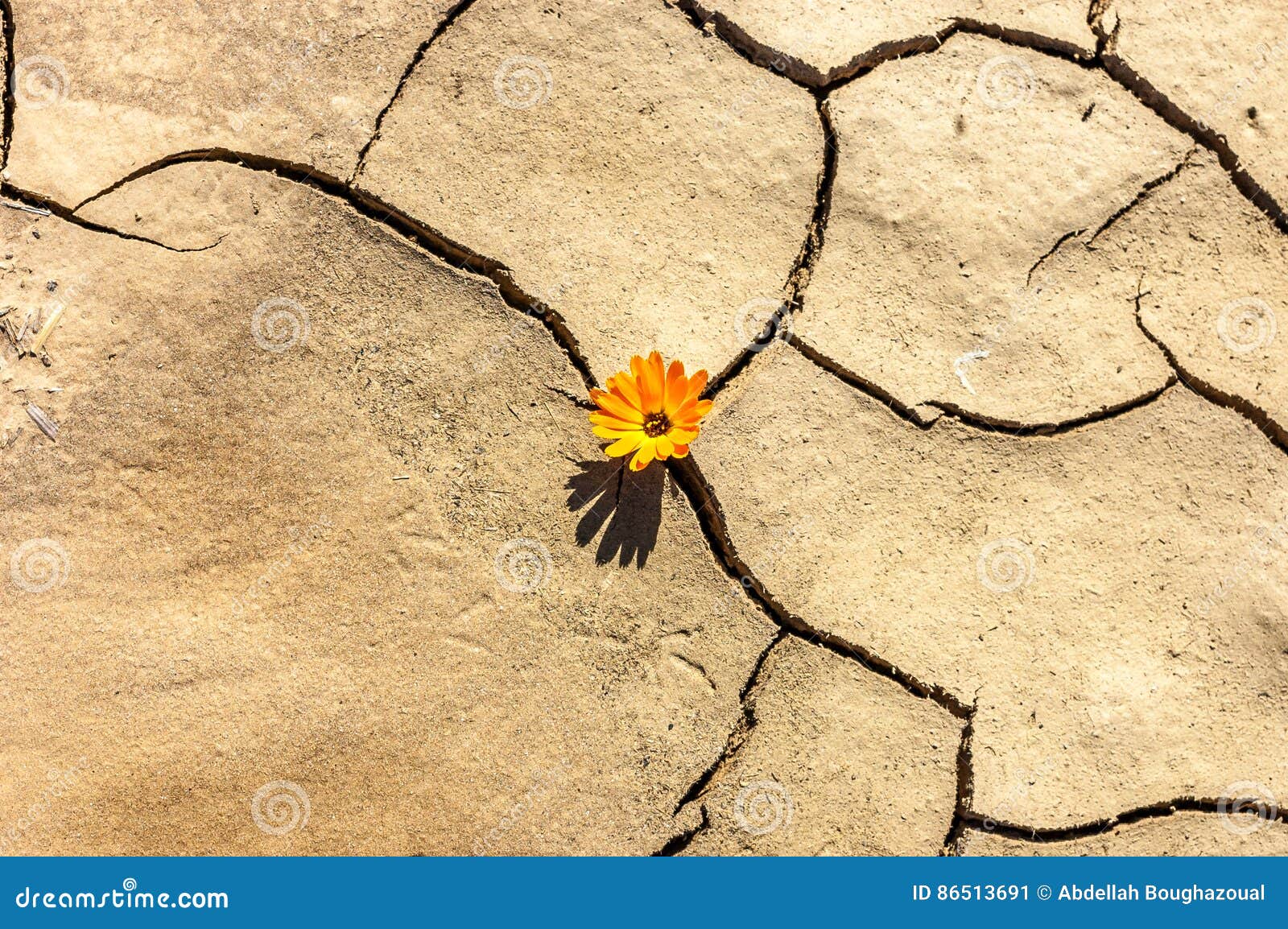 Flower in the Desert is Dry Land Daisy Stock Image Image of nature, flower 86513691