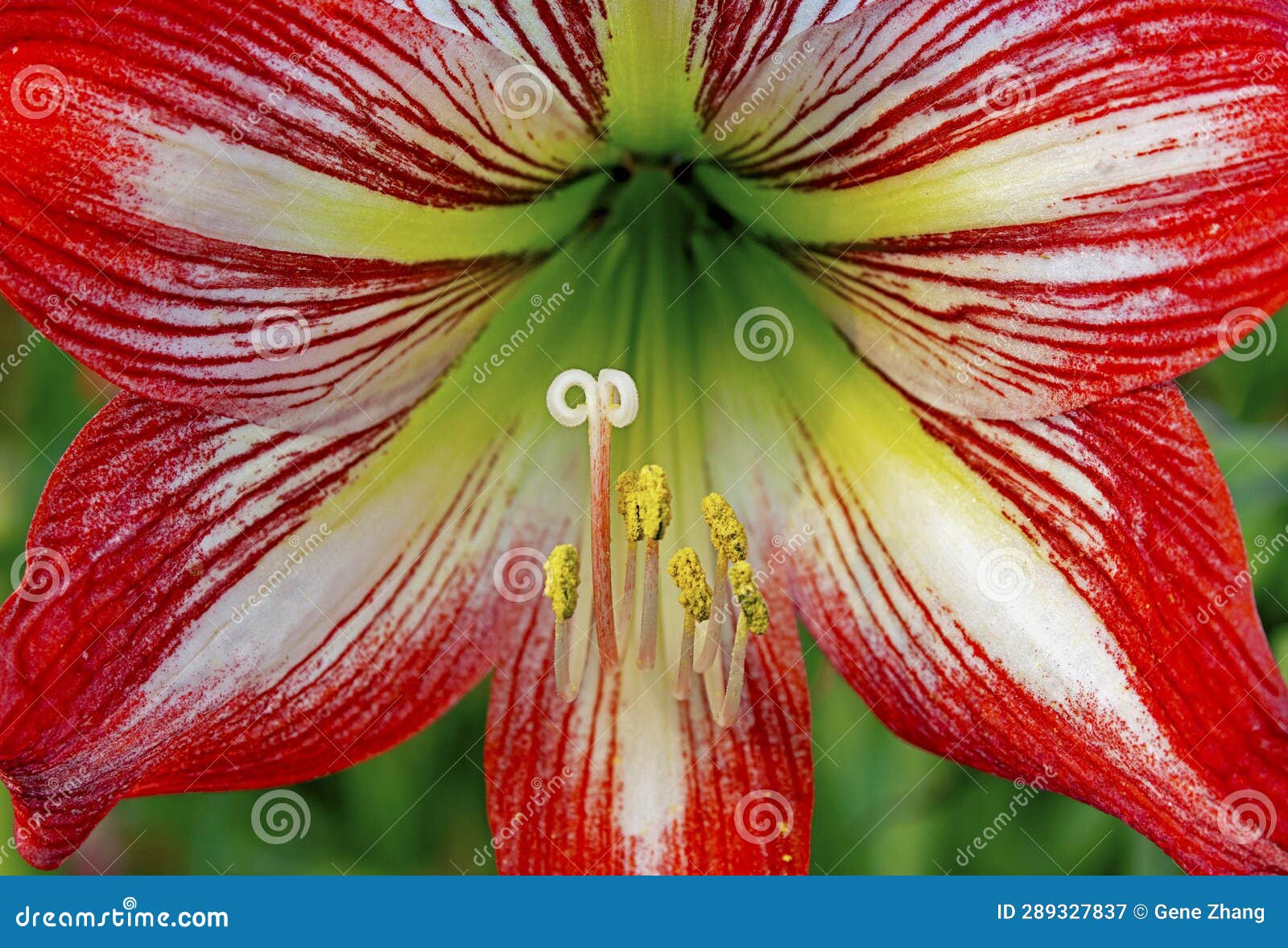Flower Details of Hippeastrum Vittatum Stock Image - Image of pistil ...