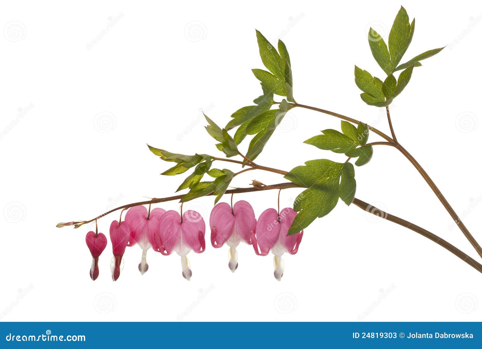 Flower dicentra stock image. Image of heart, white, macro 24819303