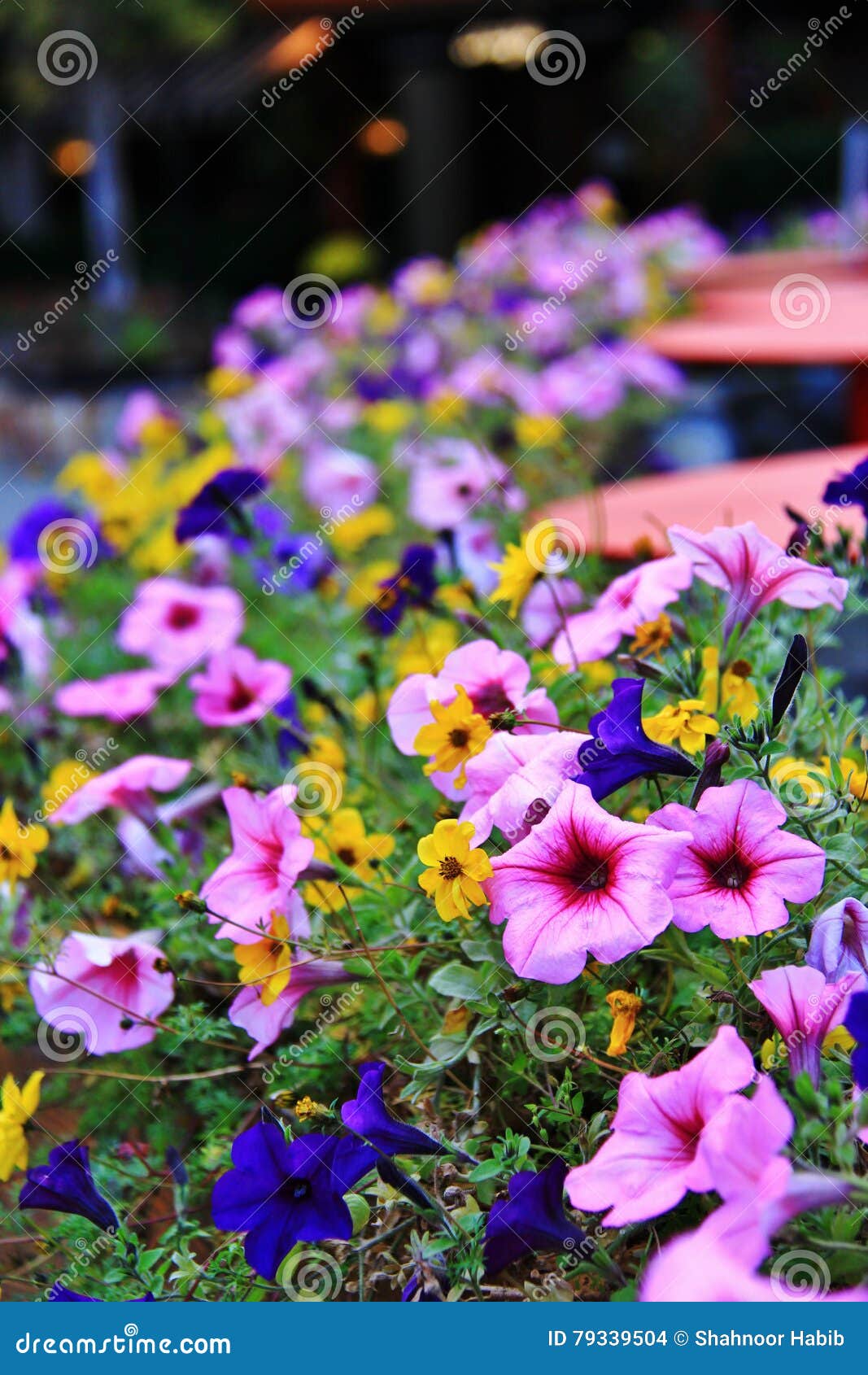 Flower of Different Color, Whistler, BC Stock Photo Image of nature