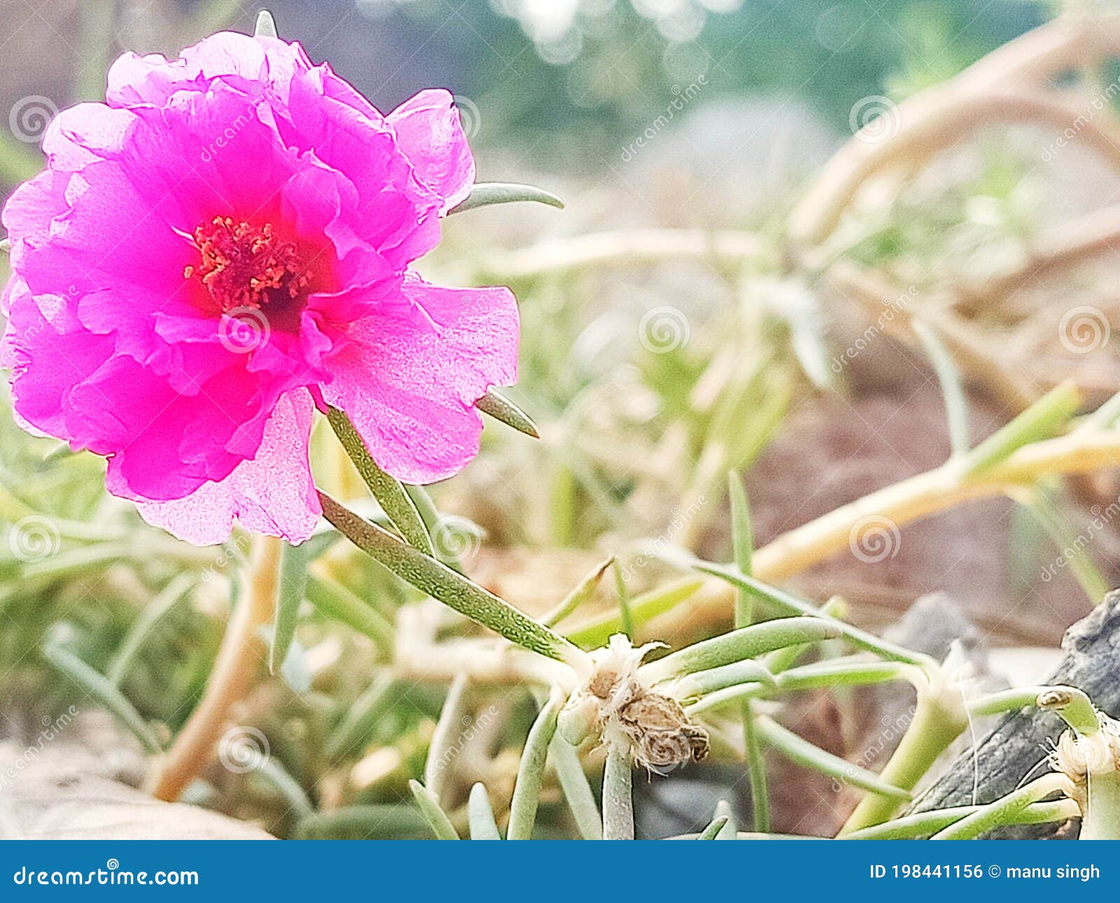 Flower in dirt stock photo. Image of lilac, wildflower 198441156
