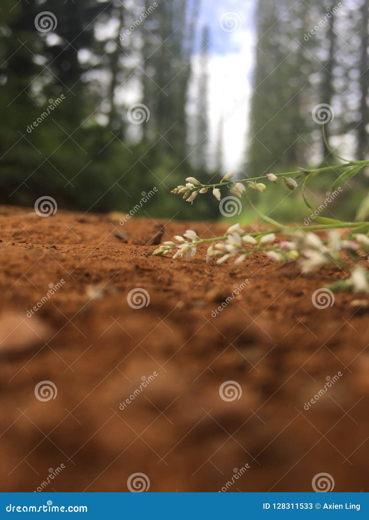 Flower on Dirt road stock image. Image of dirt, road 128311533