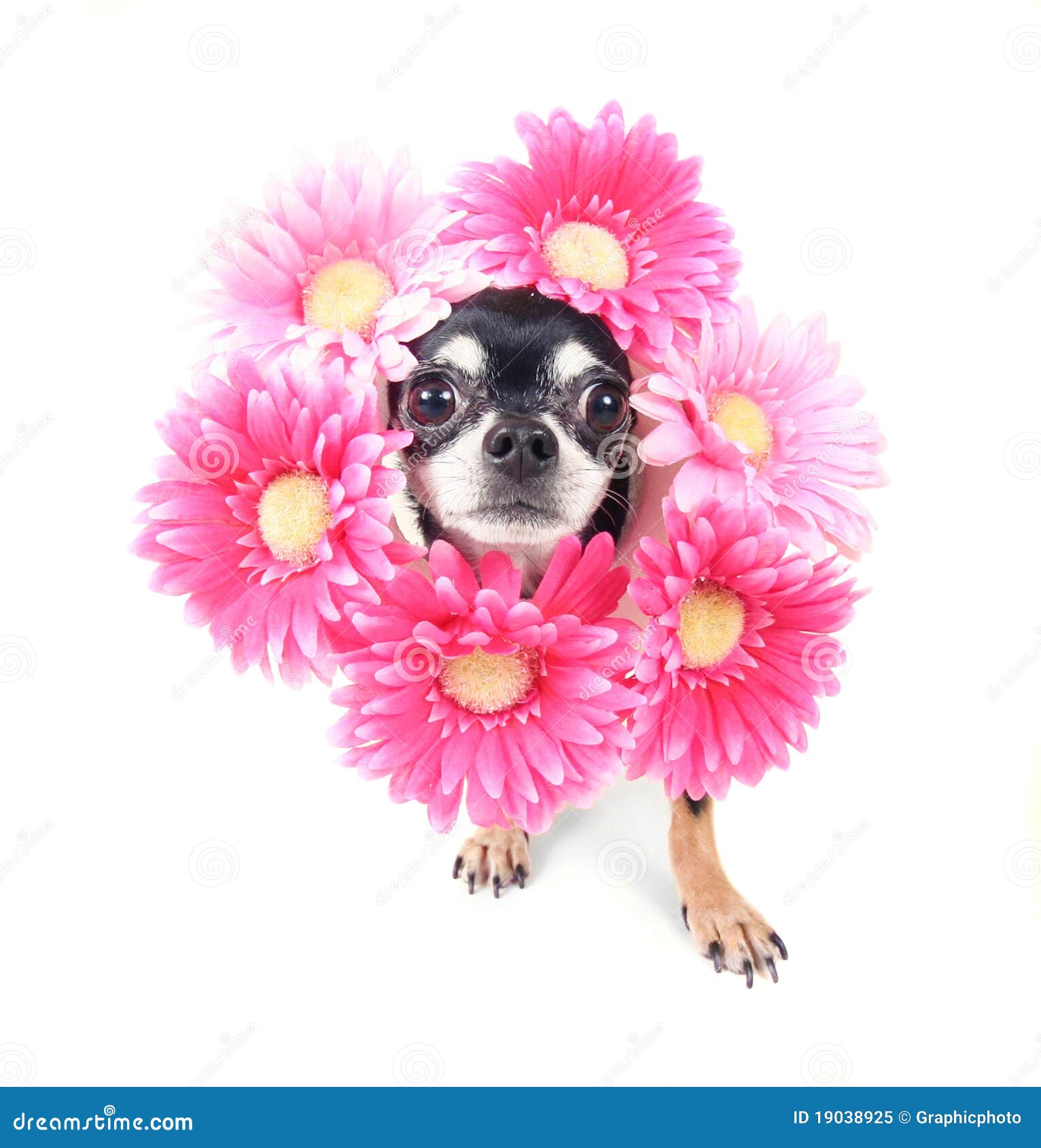 Flower dog stock image. Image of tongue, head, mammal 19038925