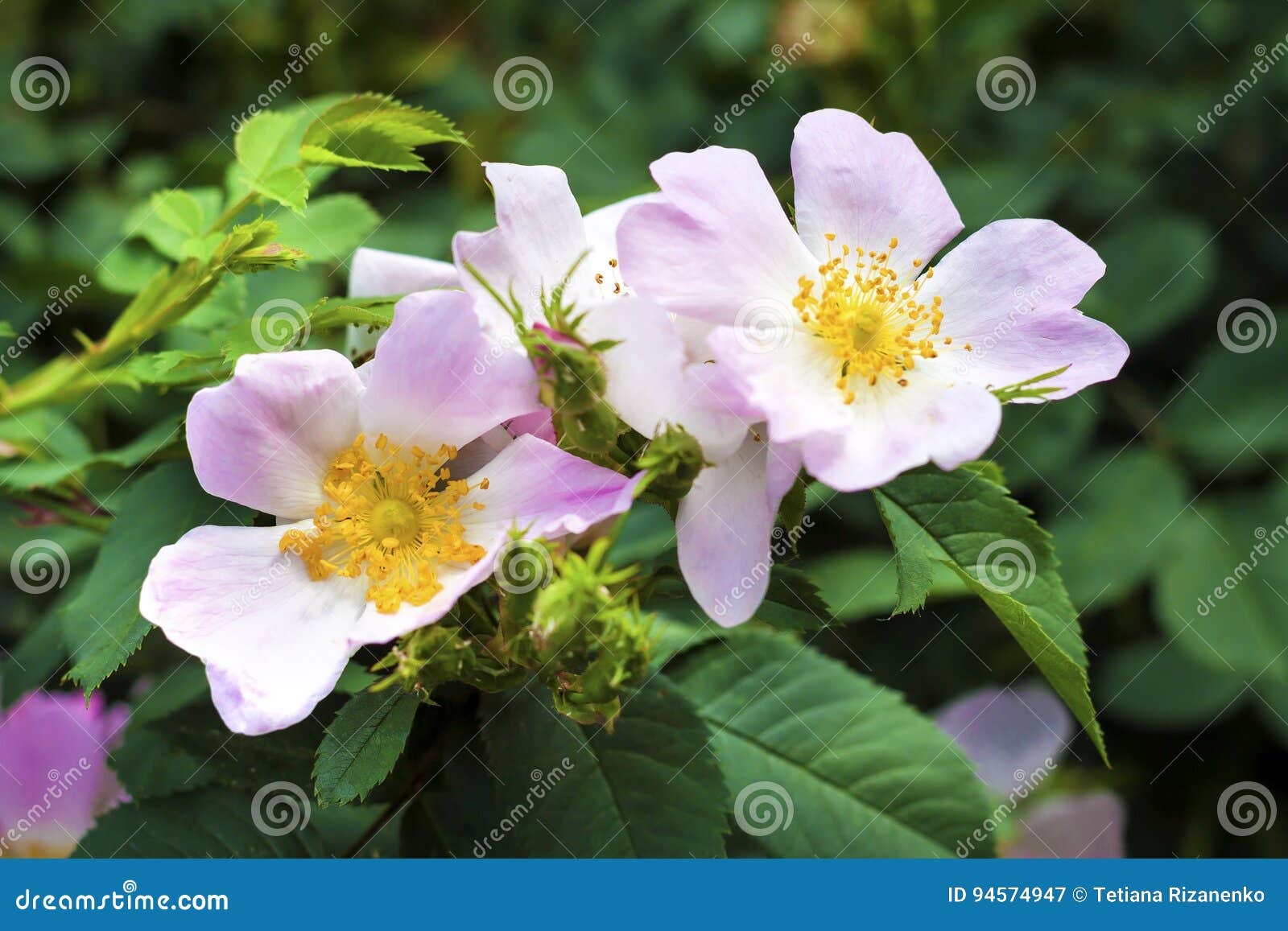 Flower of dogrose stock image. Image of floral, branch 94574947