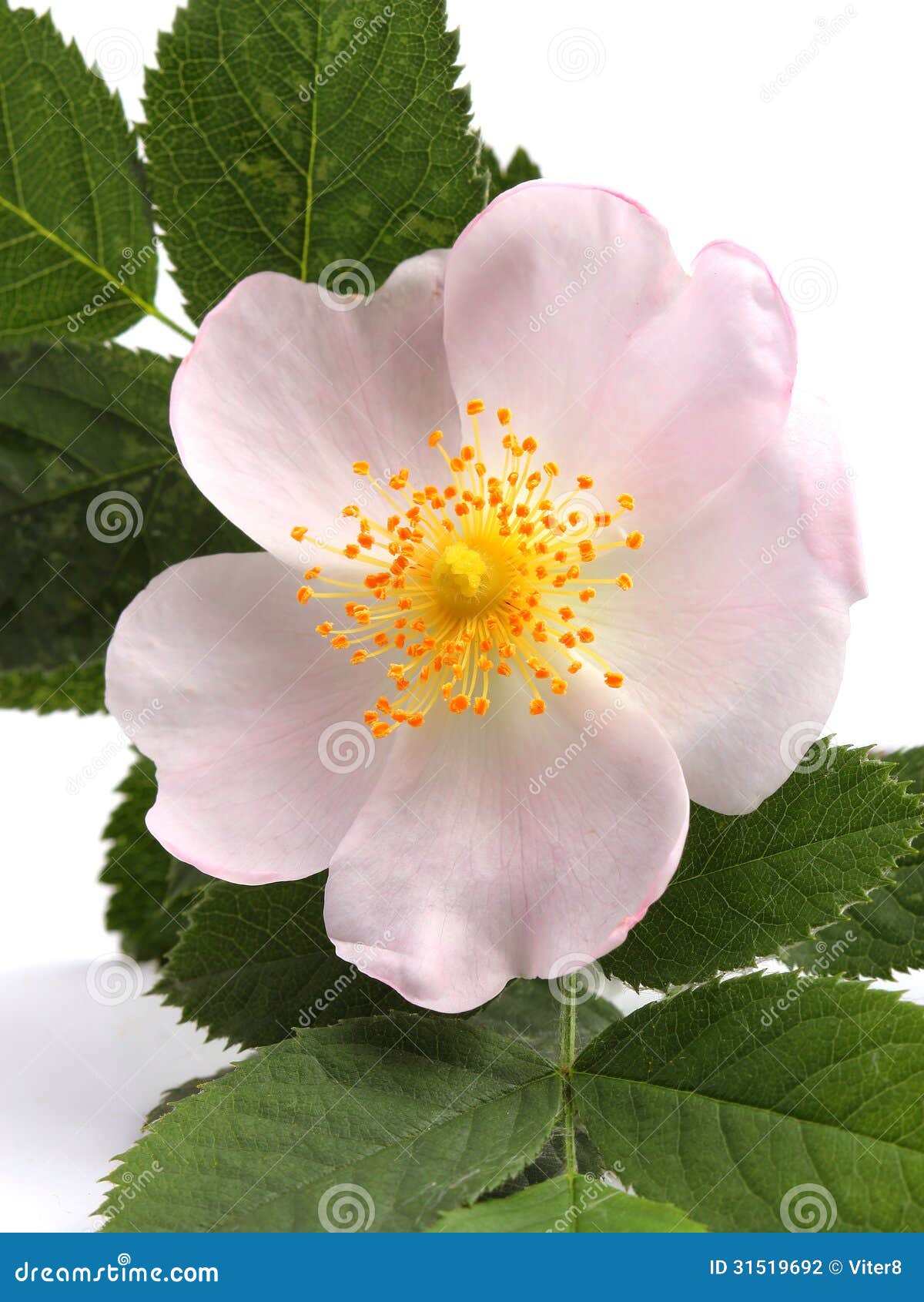 Flower of Dog Rose on White Stock Photo - Image of petals, rosebush ...