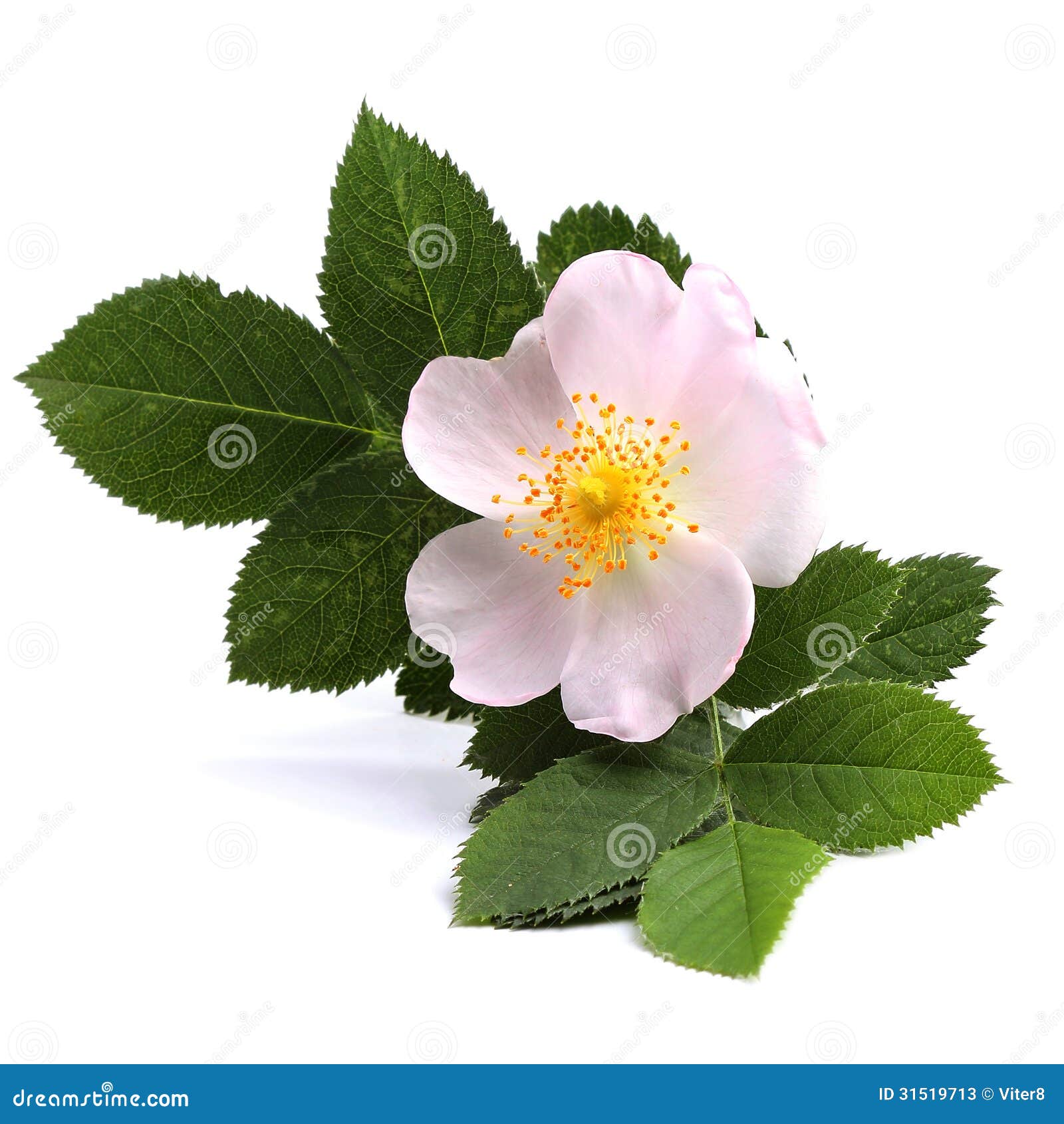 Flower of Dog Rose on White Stock Image - Image of flower, rose: 31519713