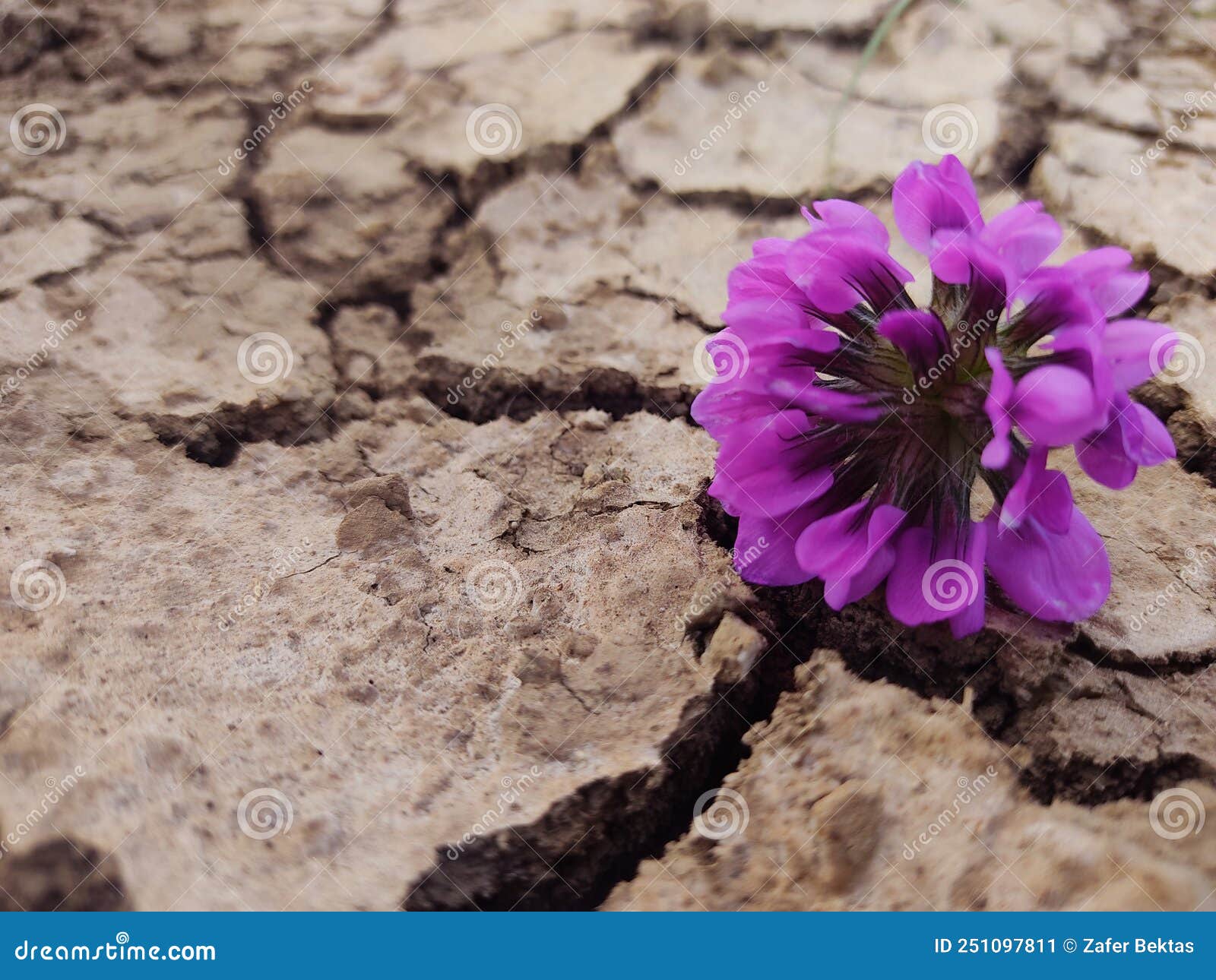 Flower on dried soil stock image. Image of plant, petal 251097811