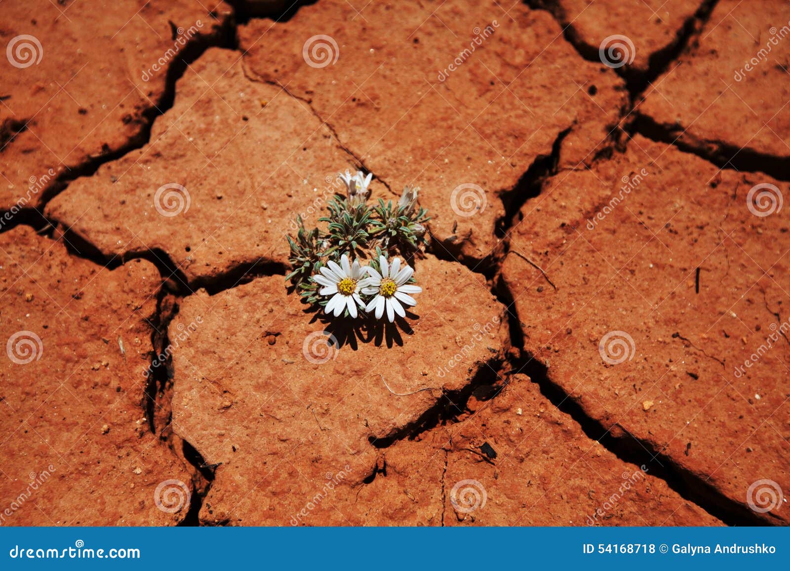 Flower in drought stock photo. Image of ground, destruction 54168718